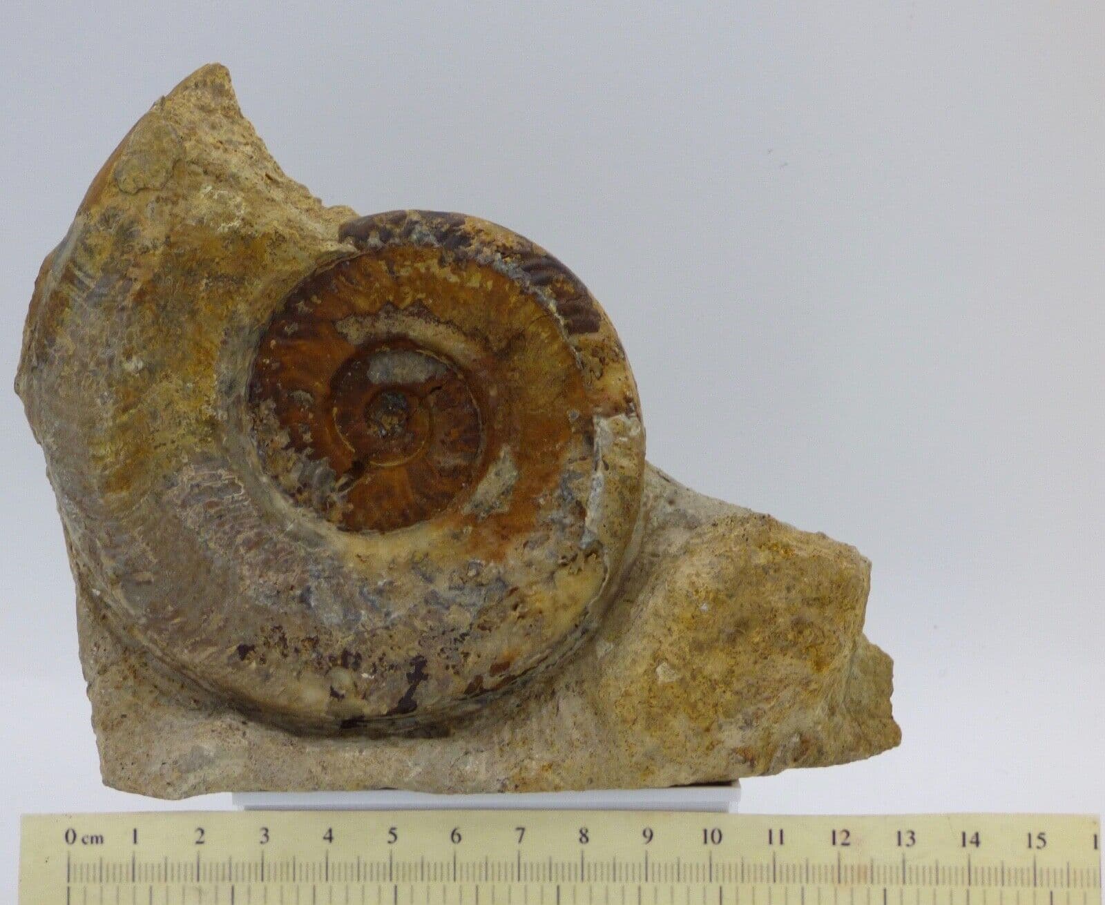 Jurassic Fossil Ammonite Harpoceras Falciferum Illminster Somerset  Toarcian