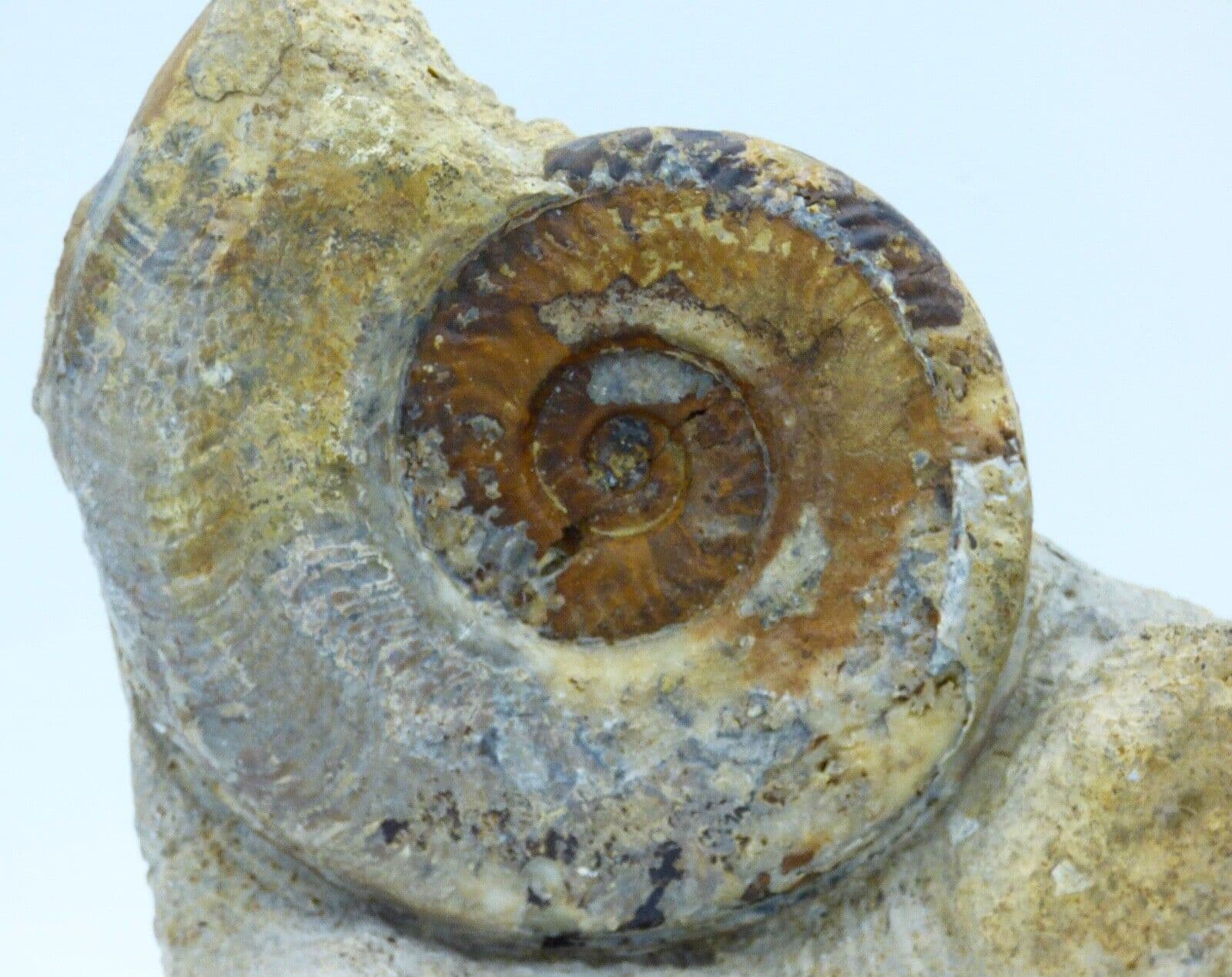 Jurassic Fossil Ammonite Harpoceras Falciferum Illminster Somerset  Toarcian