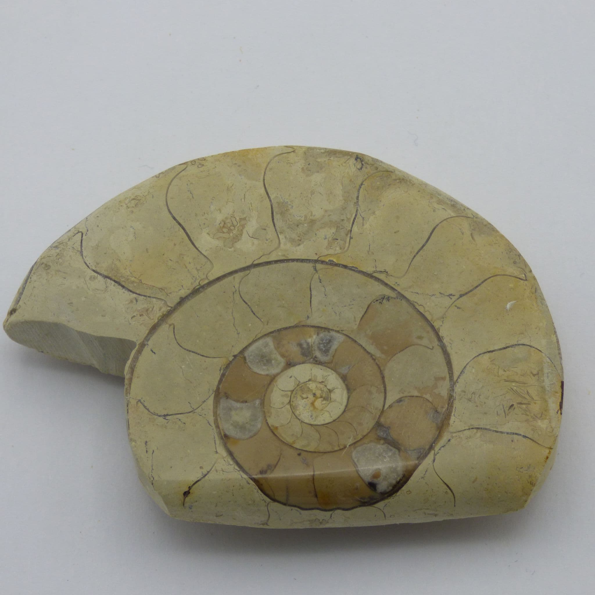 Jurassic Fossil Ammonite Hildoceras Ilminster UK Display Stand