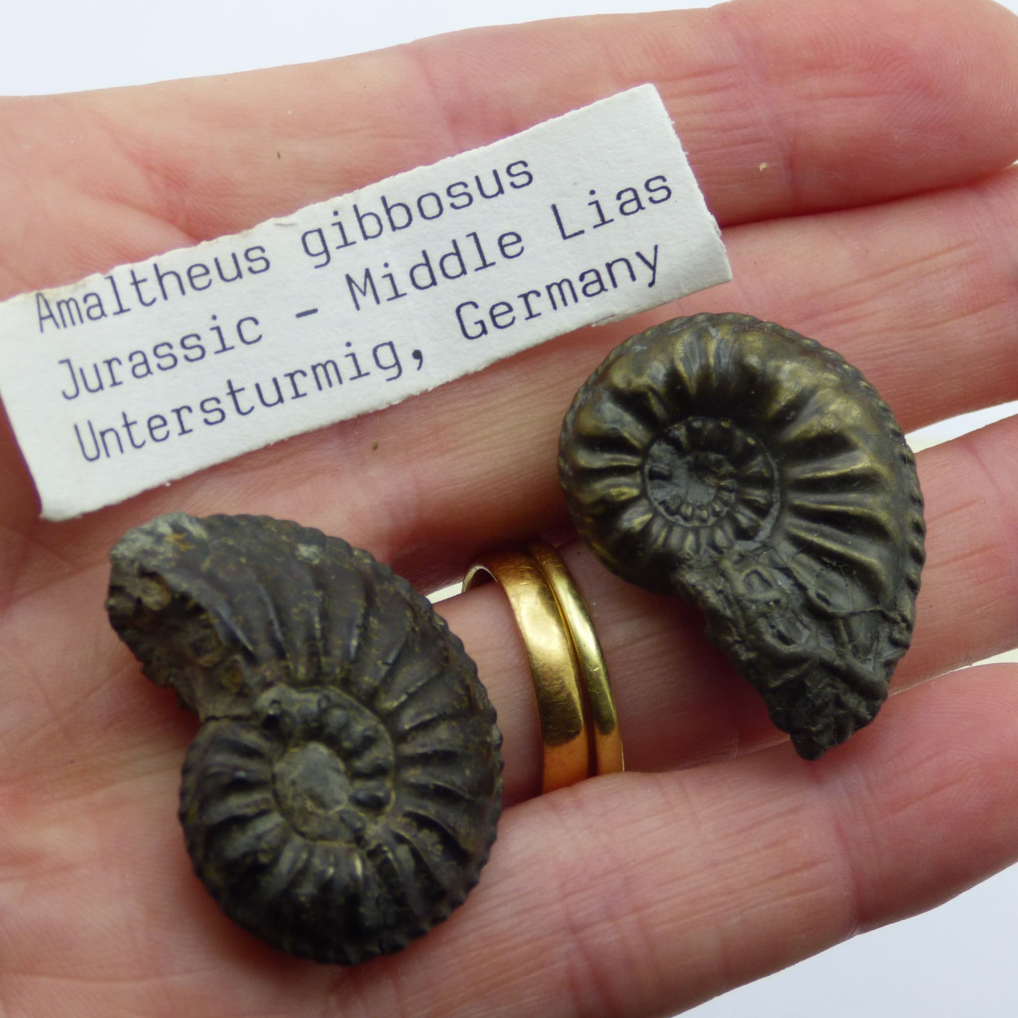 Jurassic Fossil Ammonite Pair Amaltheus Gibbosus Germany