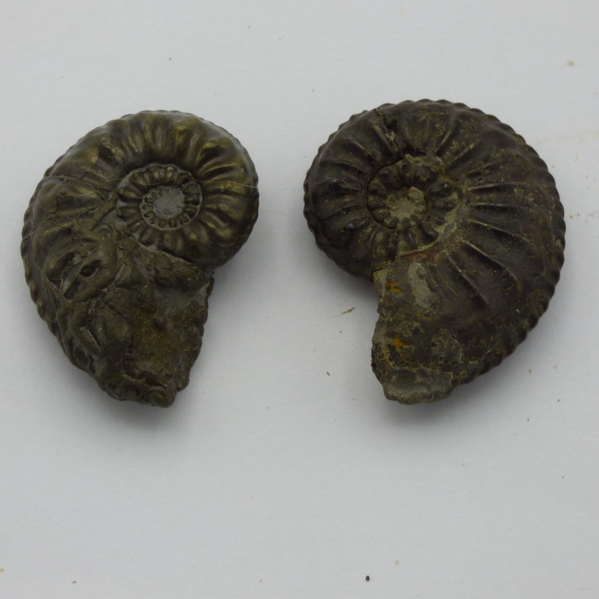 Jurassic Fossil Ammonite Pair Amaltheus Gibbosus Germany