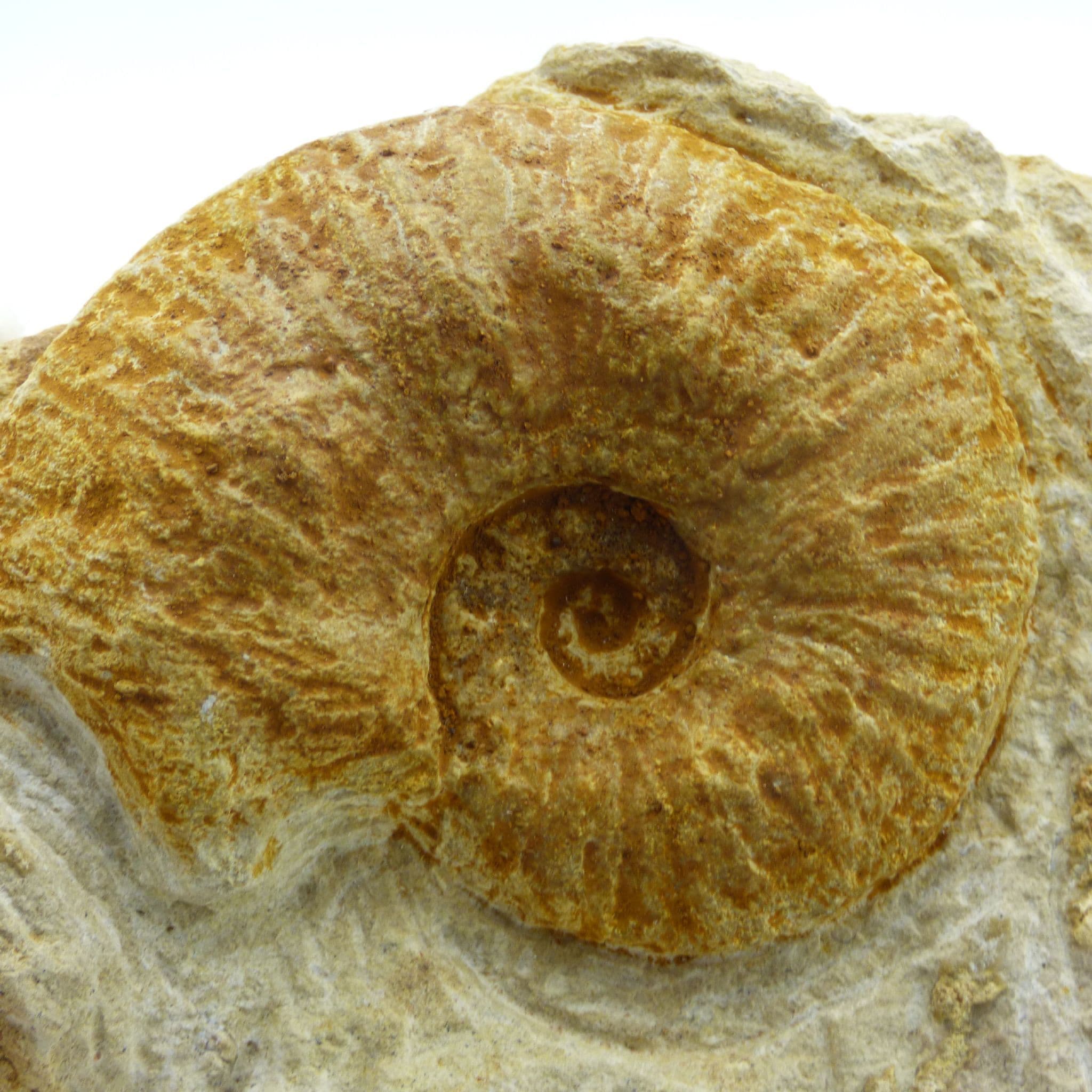 Jurassic Fossil Ammonite Phylcyticeras Polygonum France