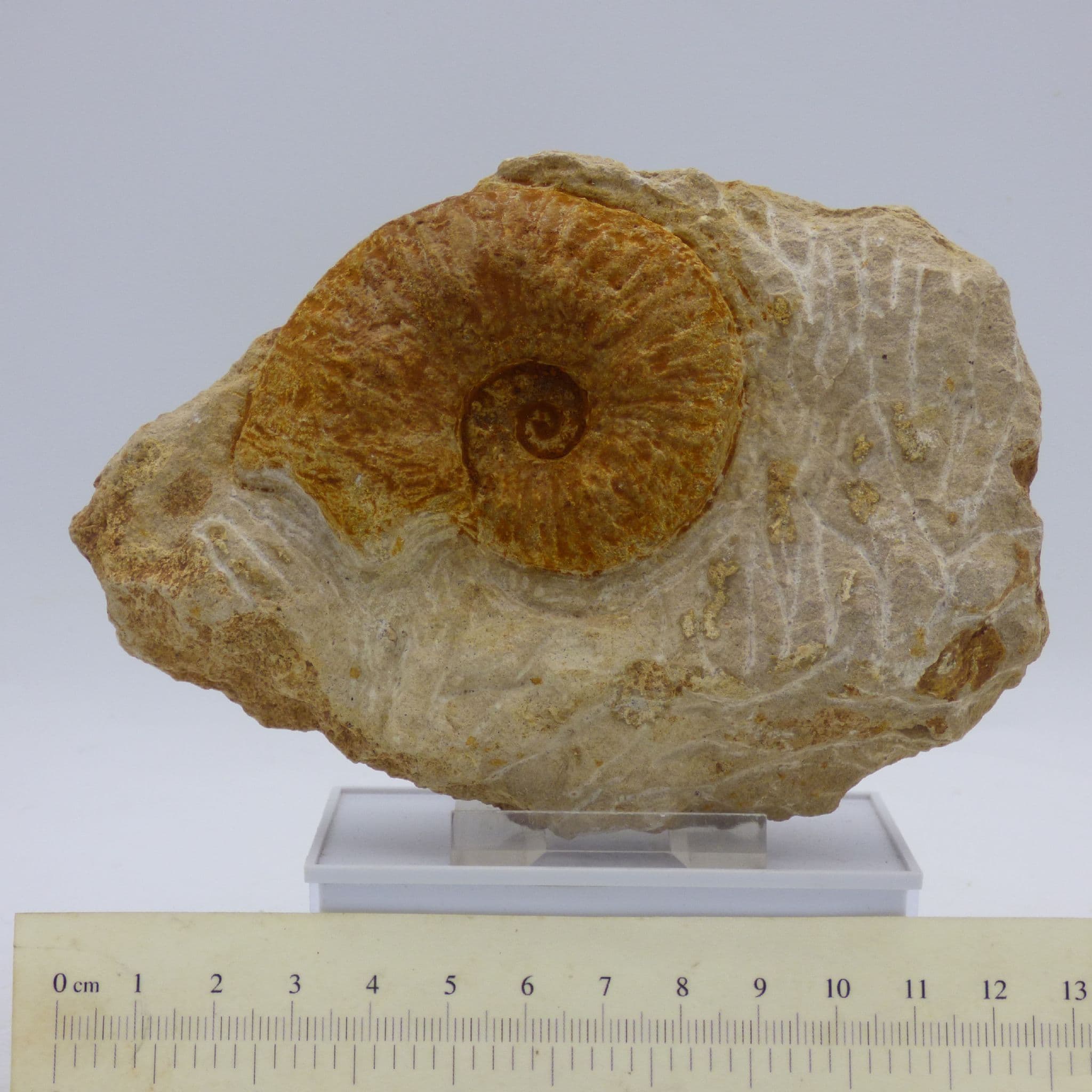 Jurassic Fossil Ammonite Phylcyticeras Polygonum France