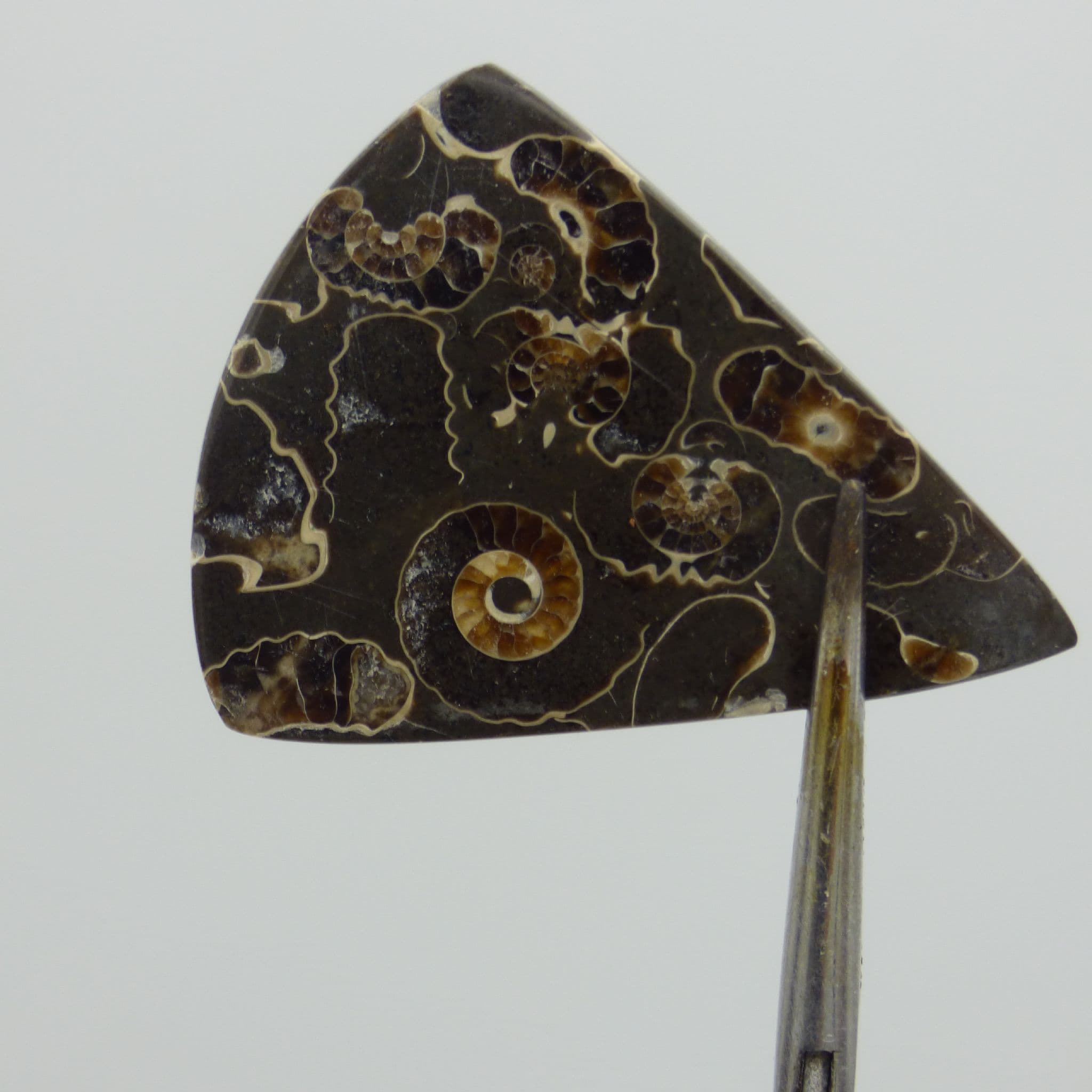 Jurassic Fossil Ammonite Polished Cabochon Promicroceras Marstonense