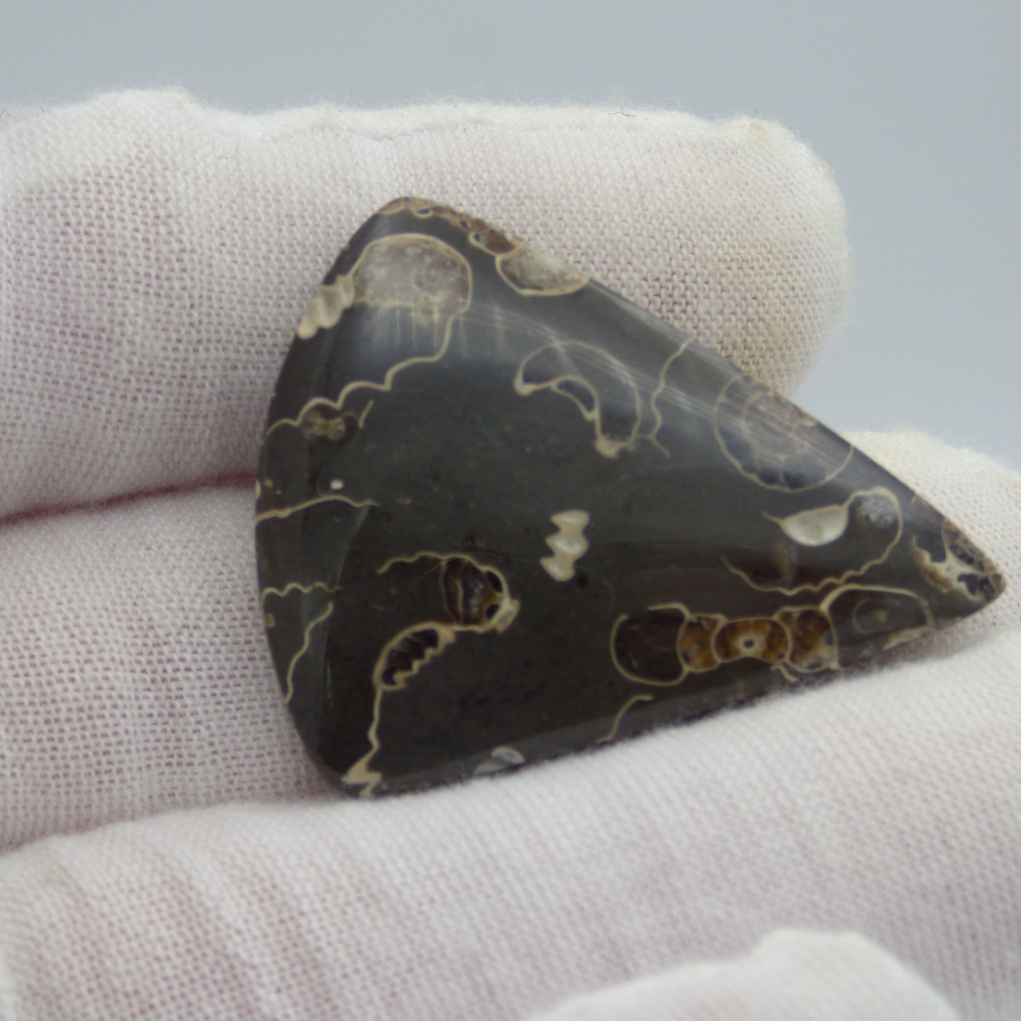 Jurassic Fossil Ammonite Polished Cabochon Promicroceras Marstonense