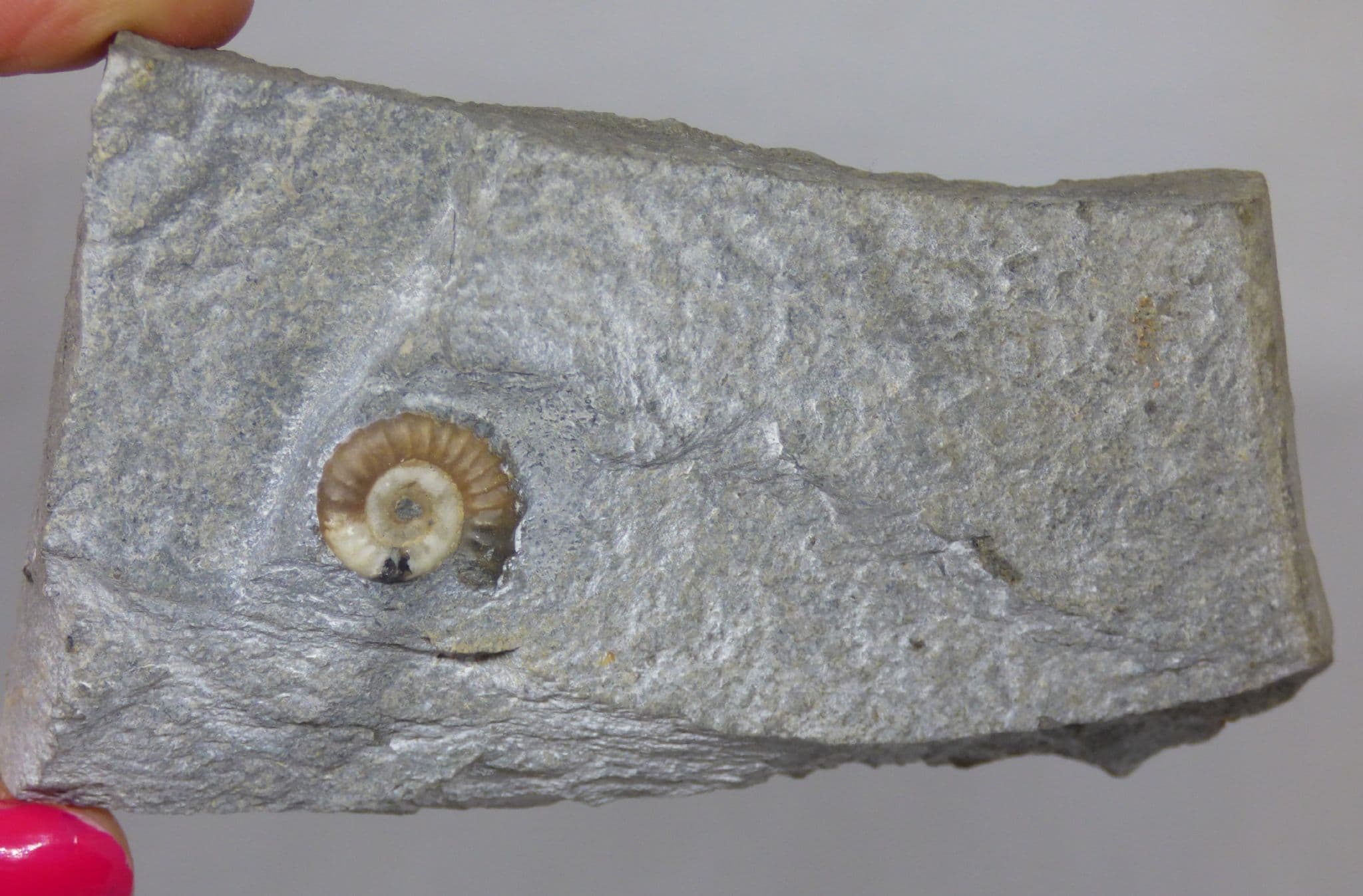 Jurassic Fossil Ammonite  -Promicroceras - Lyme Regis