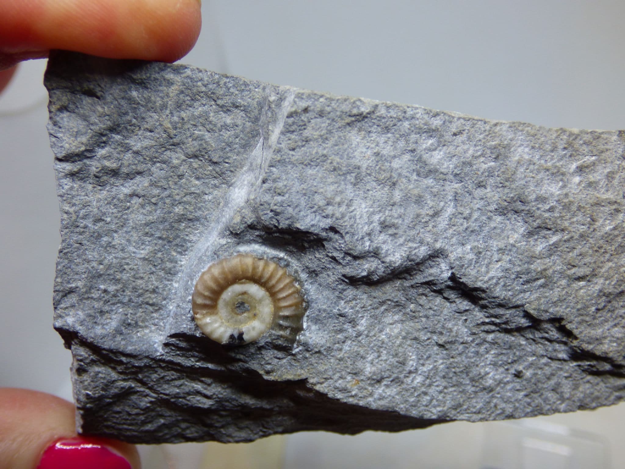 Jurassic Fossil Ammonite  -Promicroceras - Lyme Regis