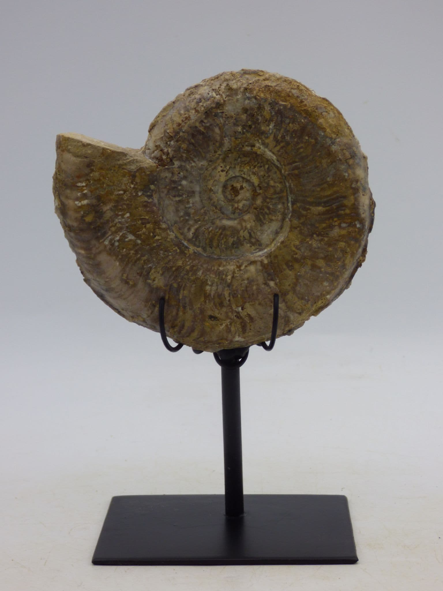 Jurassic Fossil Ammonite  Pseudogrammoceras Fallacsiosum