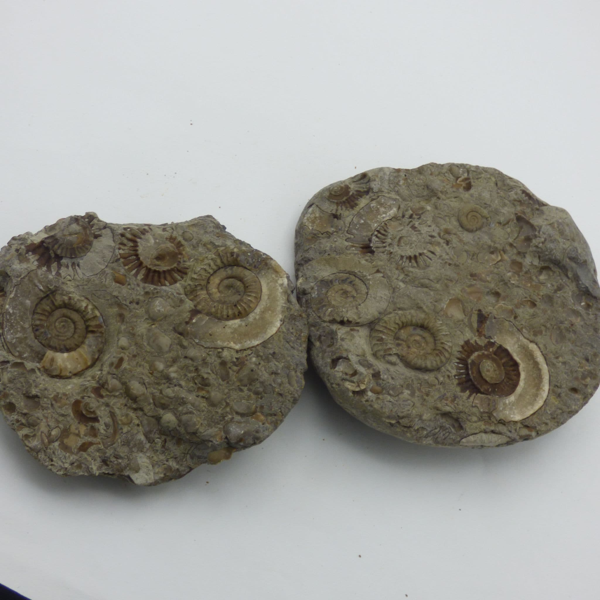 Jurassic Fossil Ammonite  Pseudogrammoceras Fallacsiosums