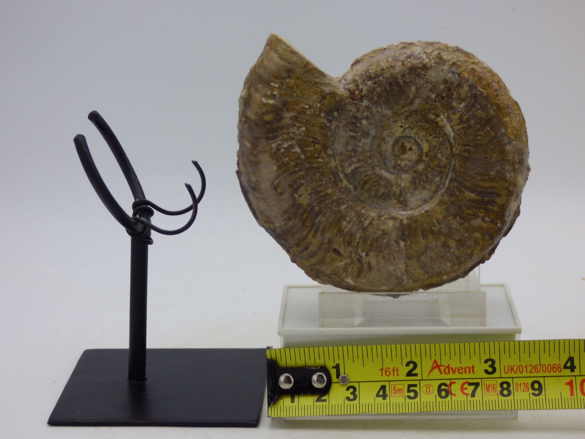 Jurassic Fossil Ammonite  Pseudogrammoceras Fallacsiosum