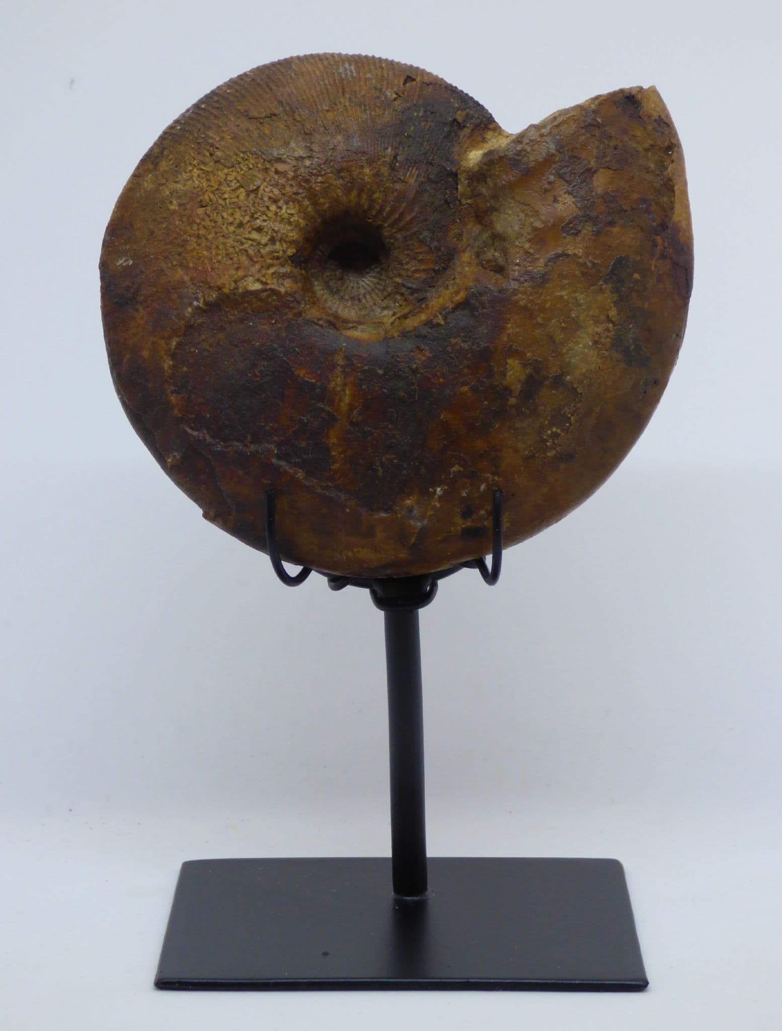 Jurassic Fossil Ammonite  Sigaloceras Calloviense with Steel Display Stand