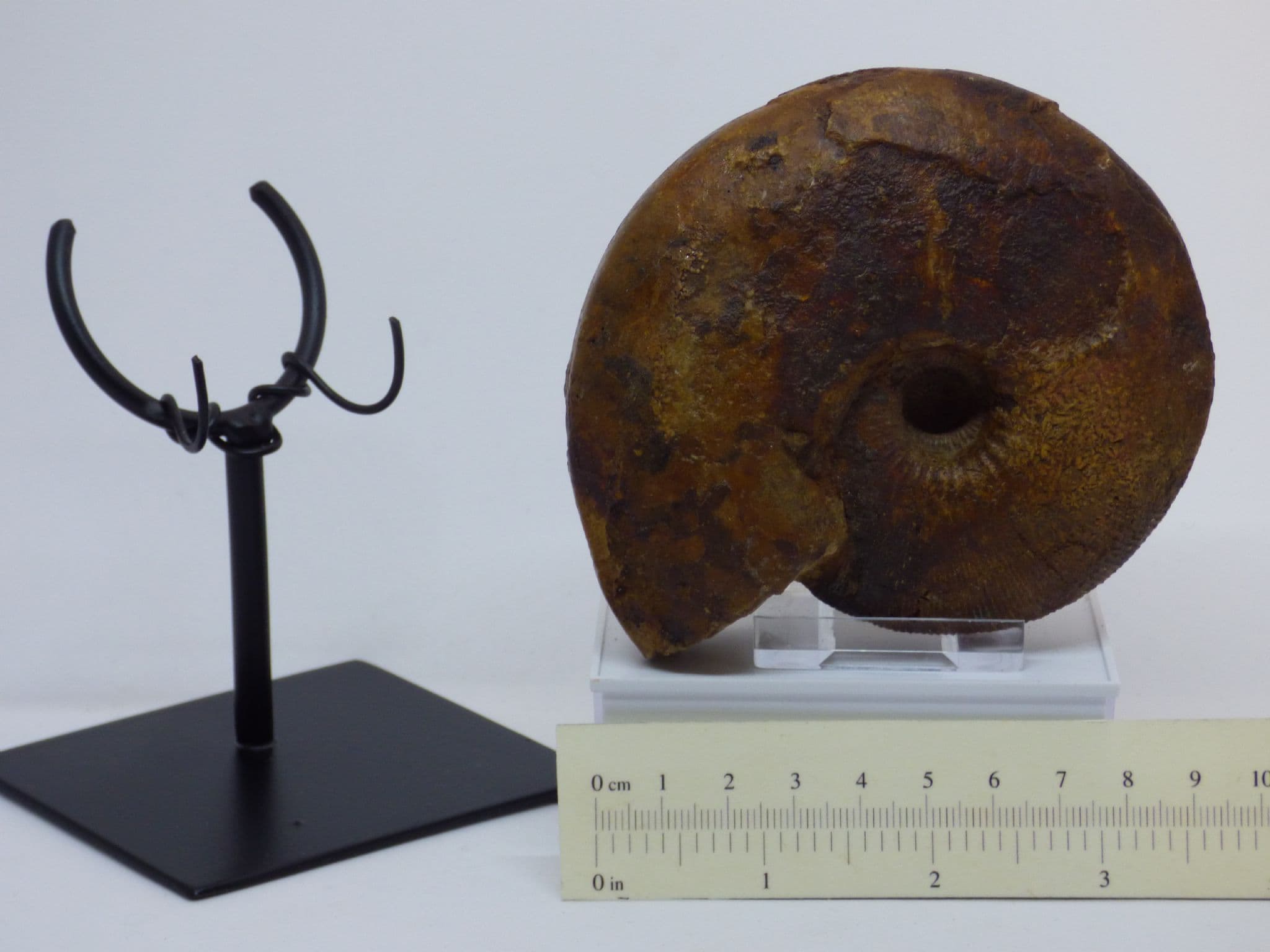 Jurassic Fossil Ammonite  Sigaloceras Calloviense with Steel Display Stand