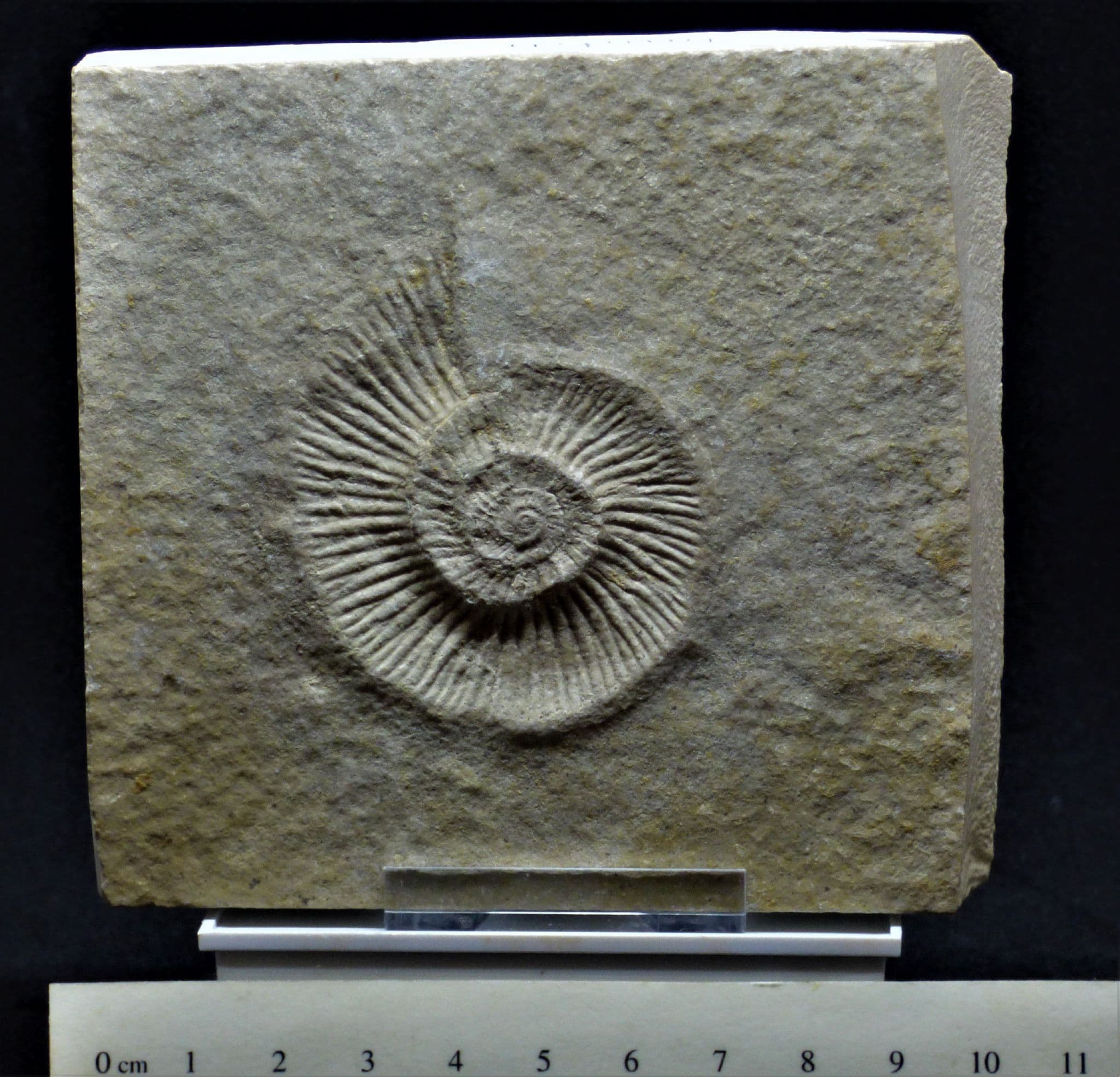 Jurassic Fossil Ammonite  Solnhoffen Bavaria Germany + Stand