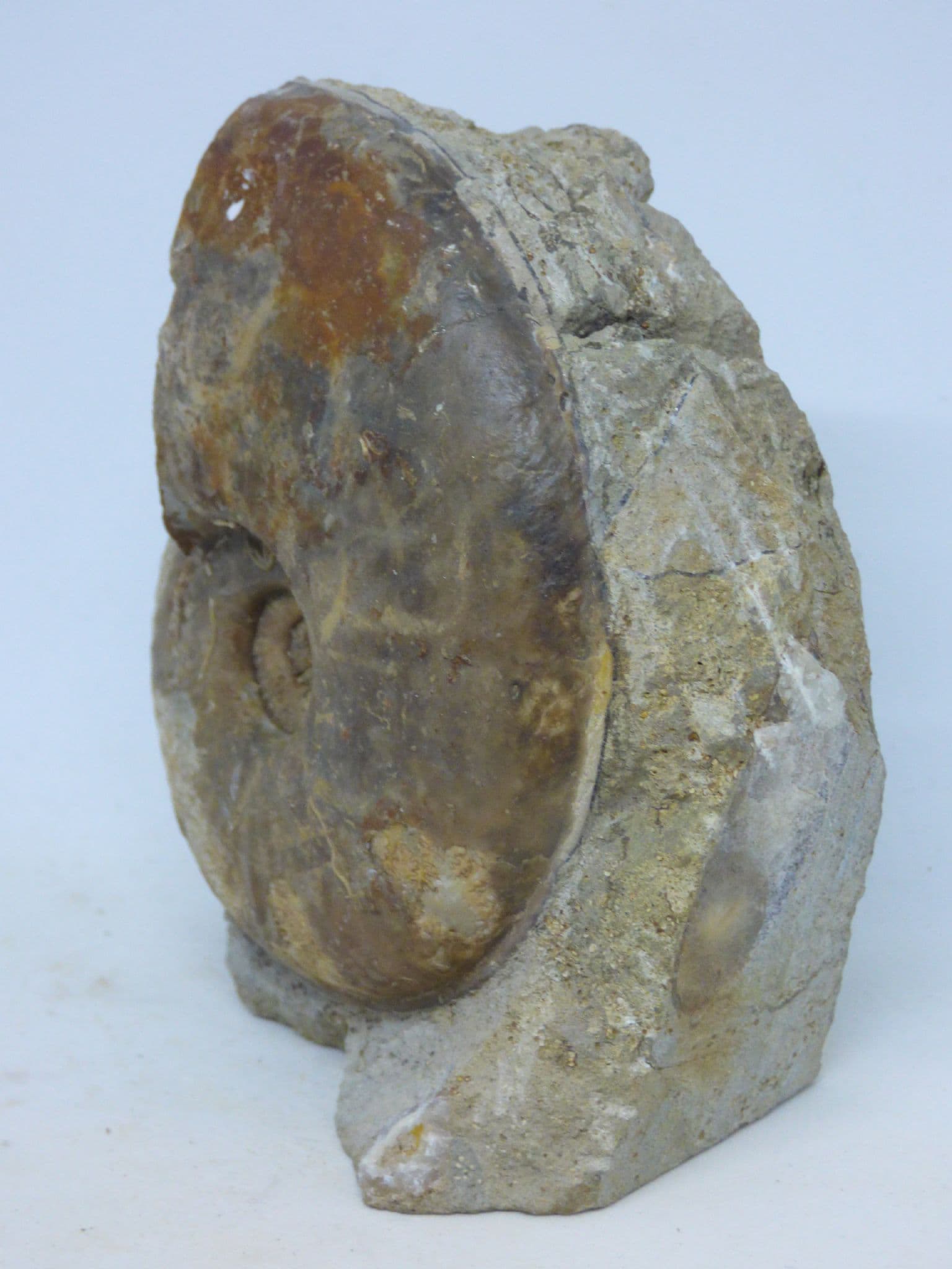 Jurassic Fossil  Ammonite Sonninia; Euhoploceras&#x29; Marginatum Dorset