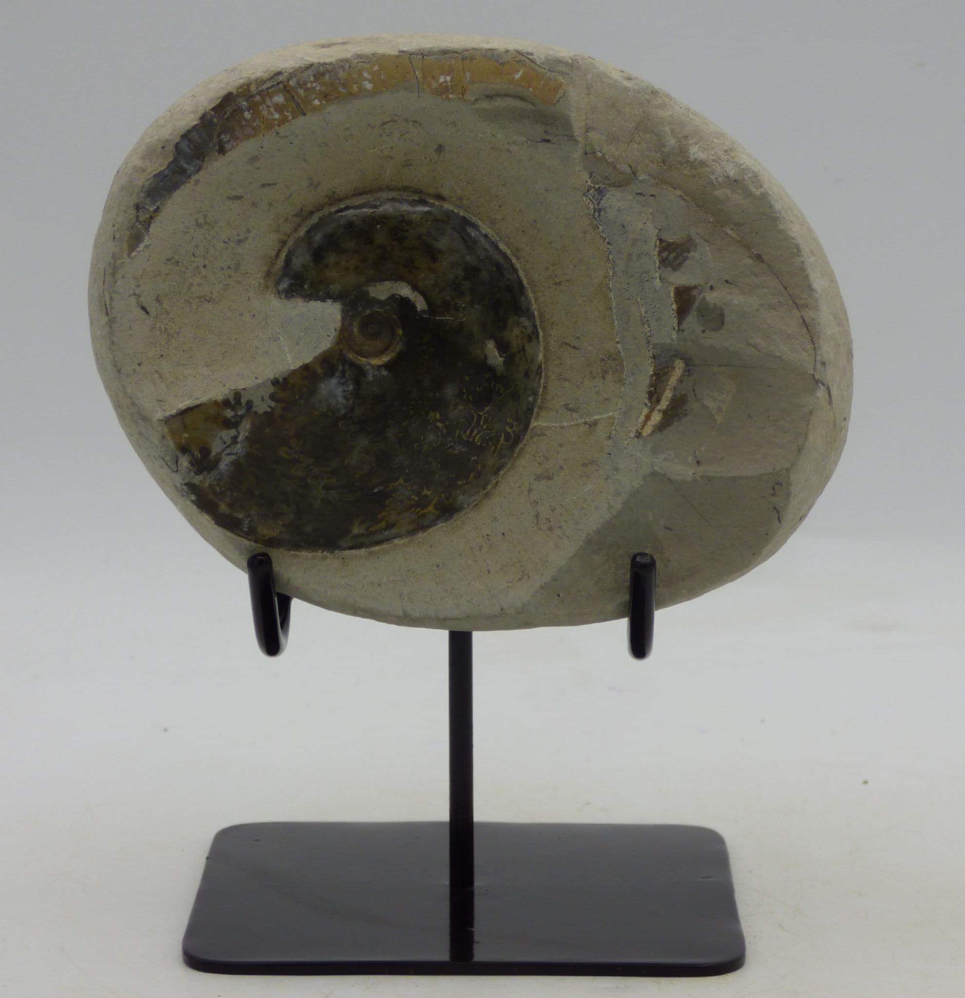 Jurassic Fossil Ammonite Tragophylloceras Loscombi in Nodule