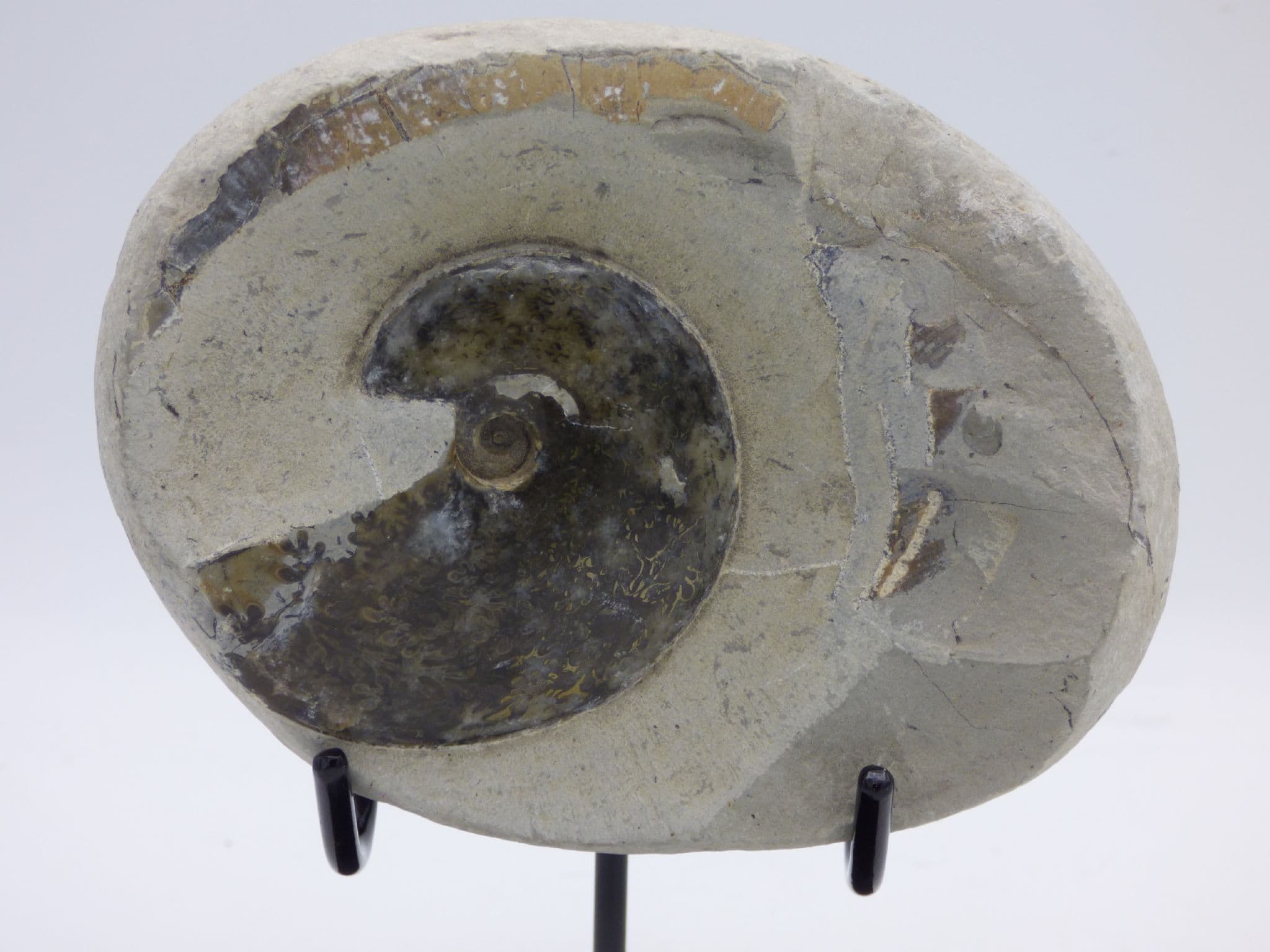 Jurassic Fossil Ammonite Tragophylloceras Loscombi in Nodule