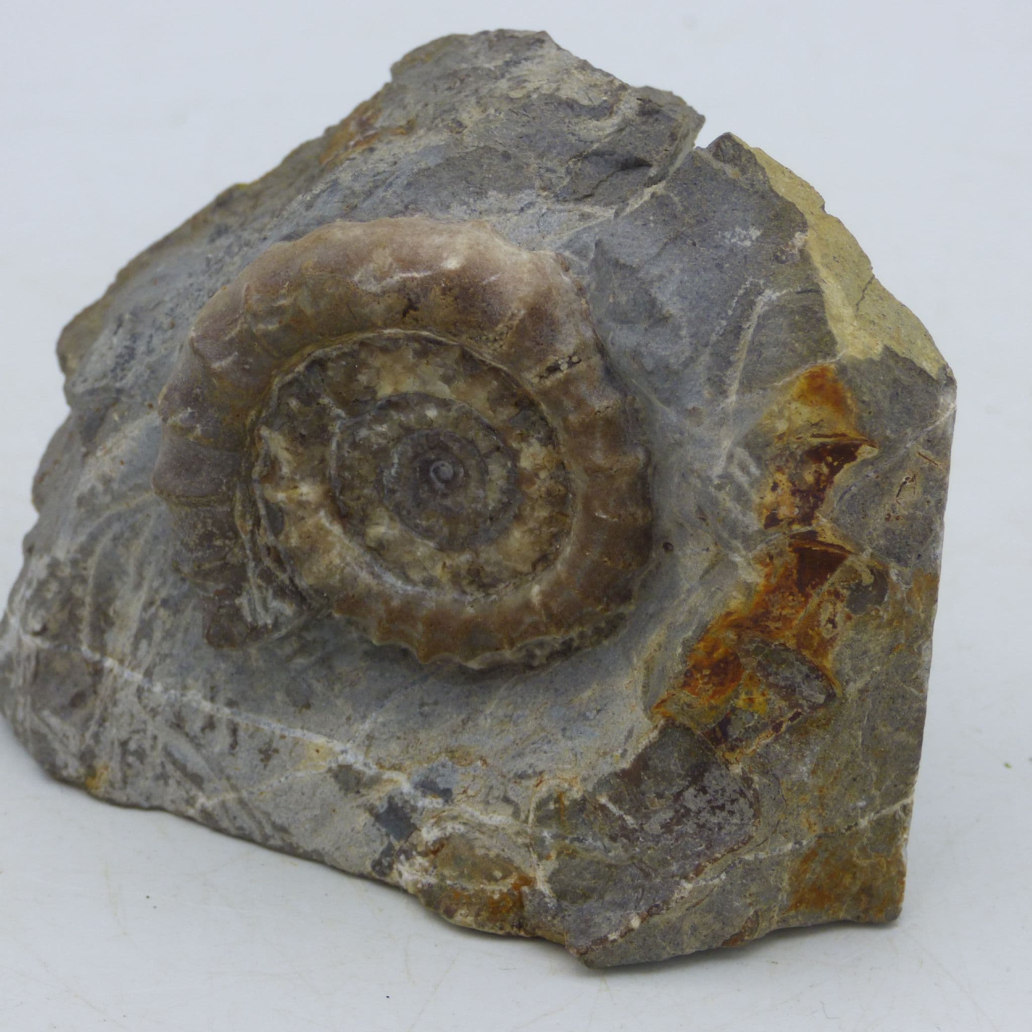 Jurassic Fossil Ammonite Zipheroceras Lyme Regis  UK