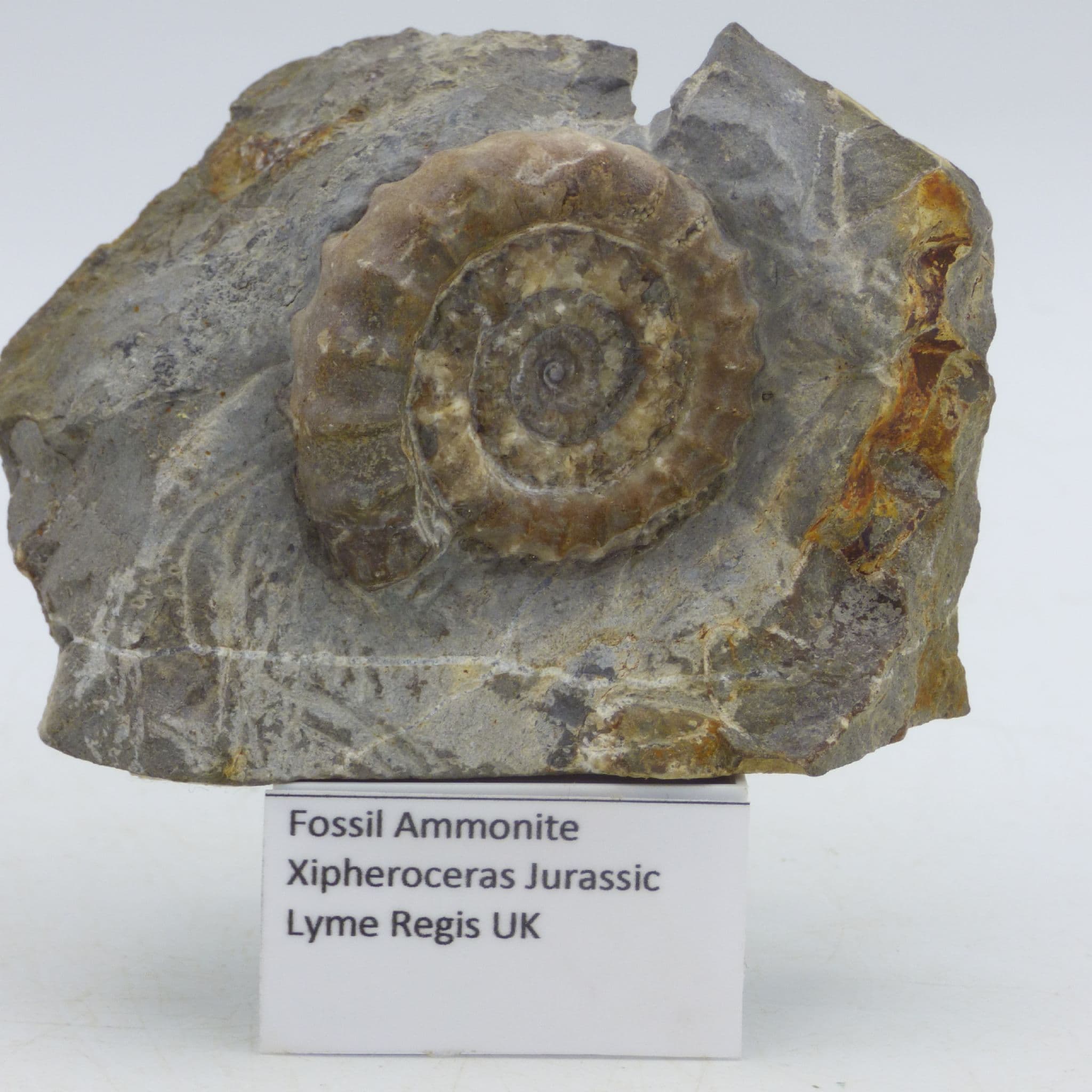 Jurassic Fossil Ammonite Zipheroceras Lyme Regis  UK