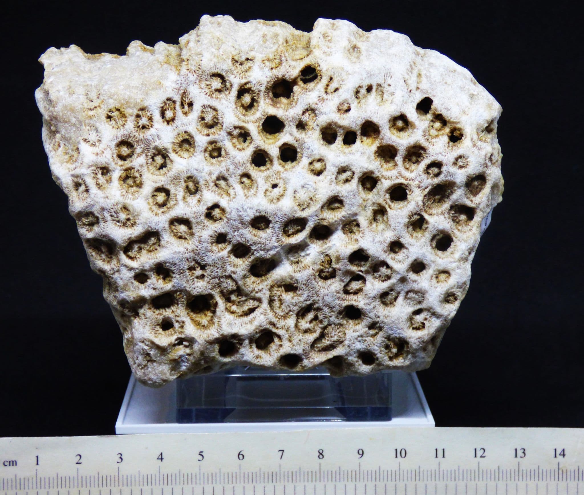 Jurassic Fossil Coral sp Isastrea from Oxfordshire