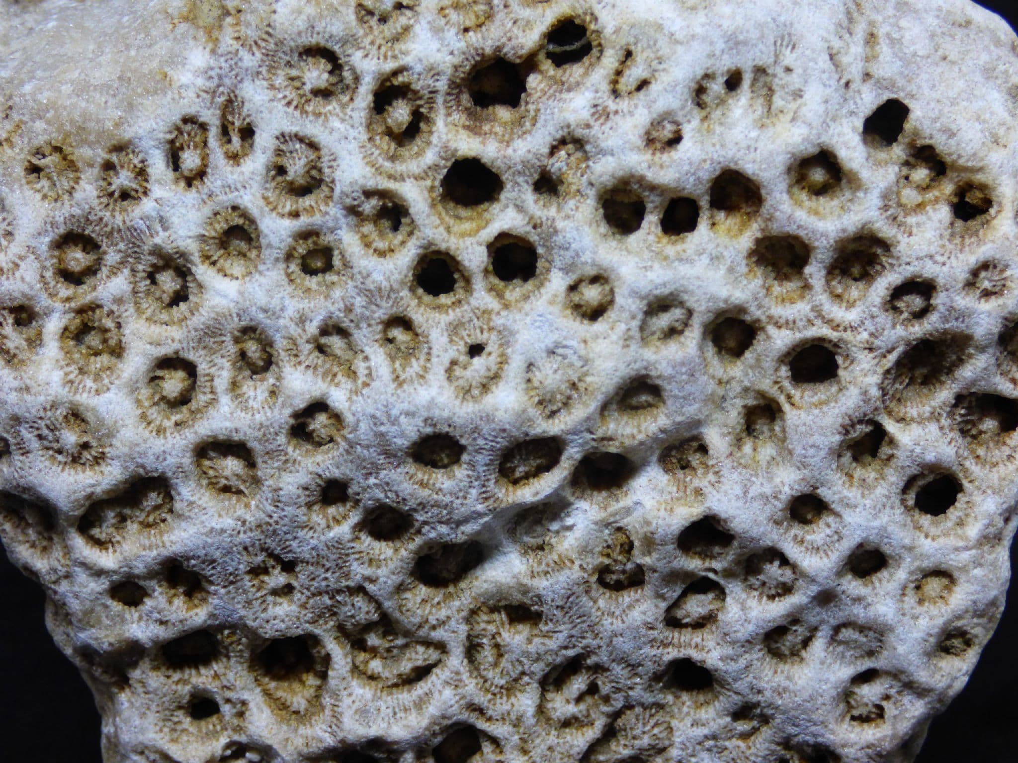 Jurassic Fossil Coral sp Isastrea from Oxfordshire