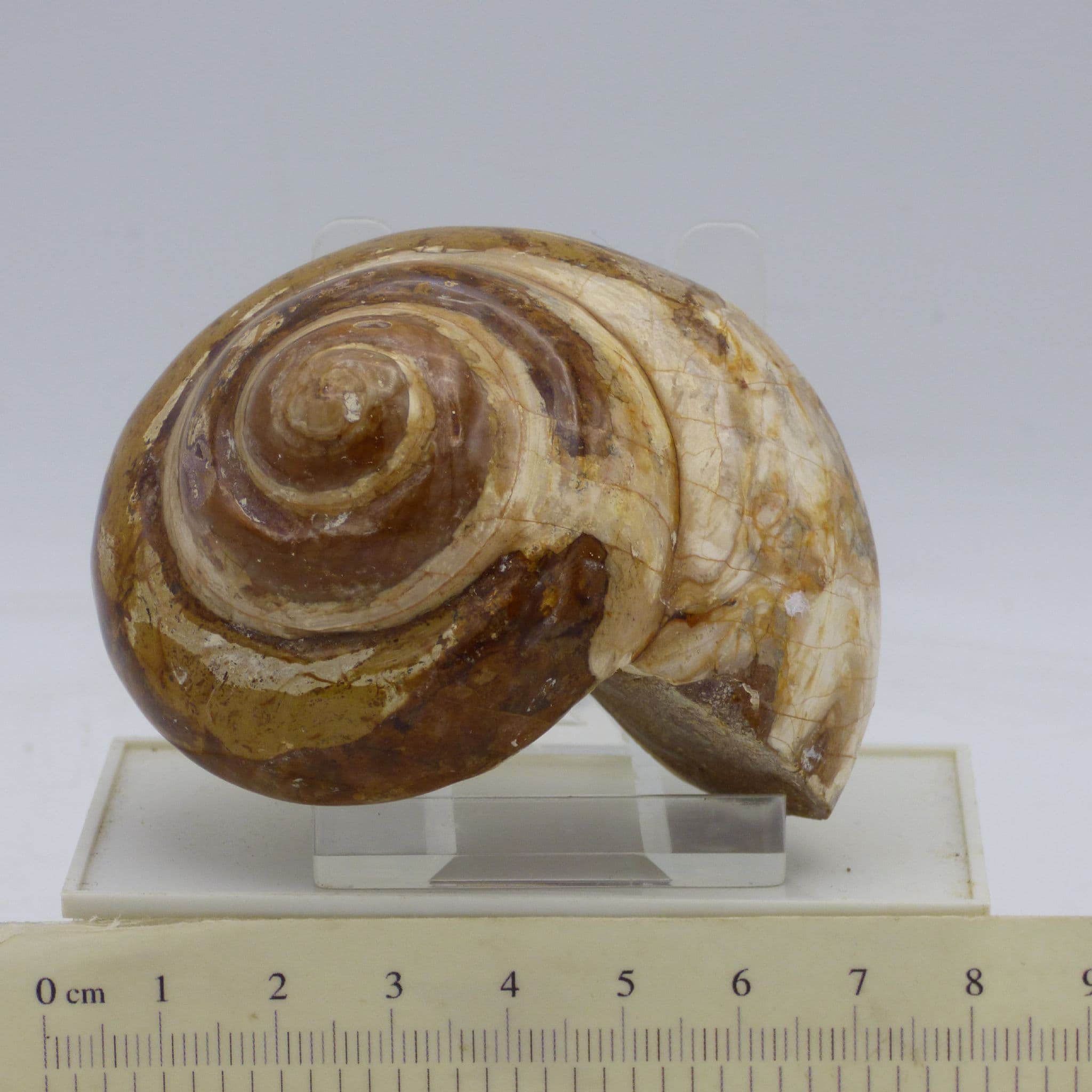 Jurassic Fossil Gastropod Madagascar sp Pleurotamaria with display stand