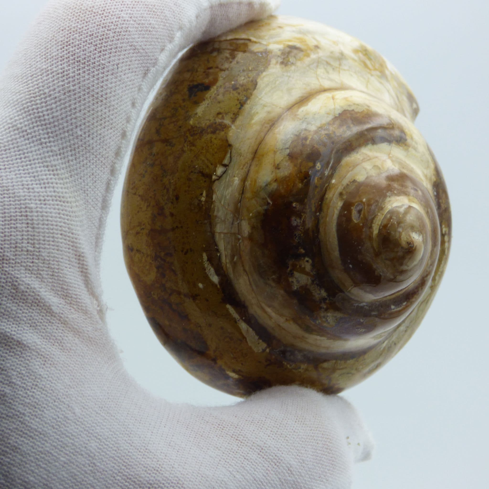 Jurassic Fossil Gastropod Madagascar sp Pleurotamaria with display stand