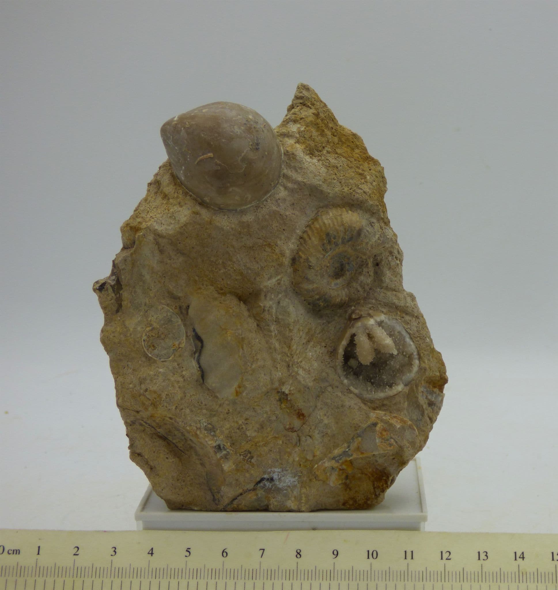 Jurassic Fossil Group; Terebtatula Sphaeroides and Cadomites