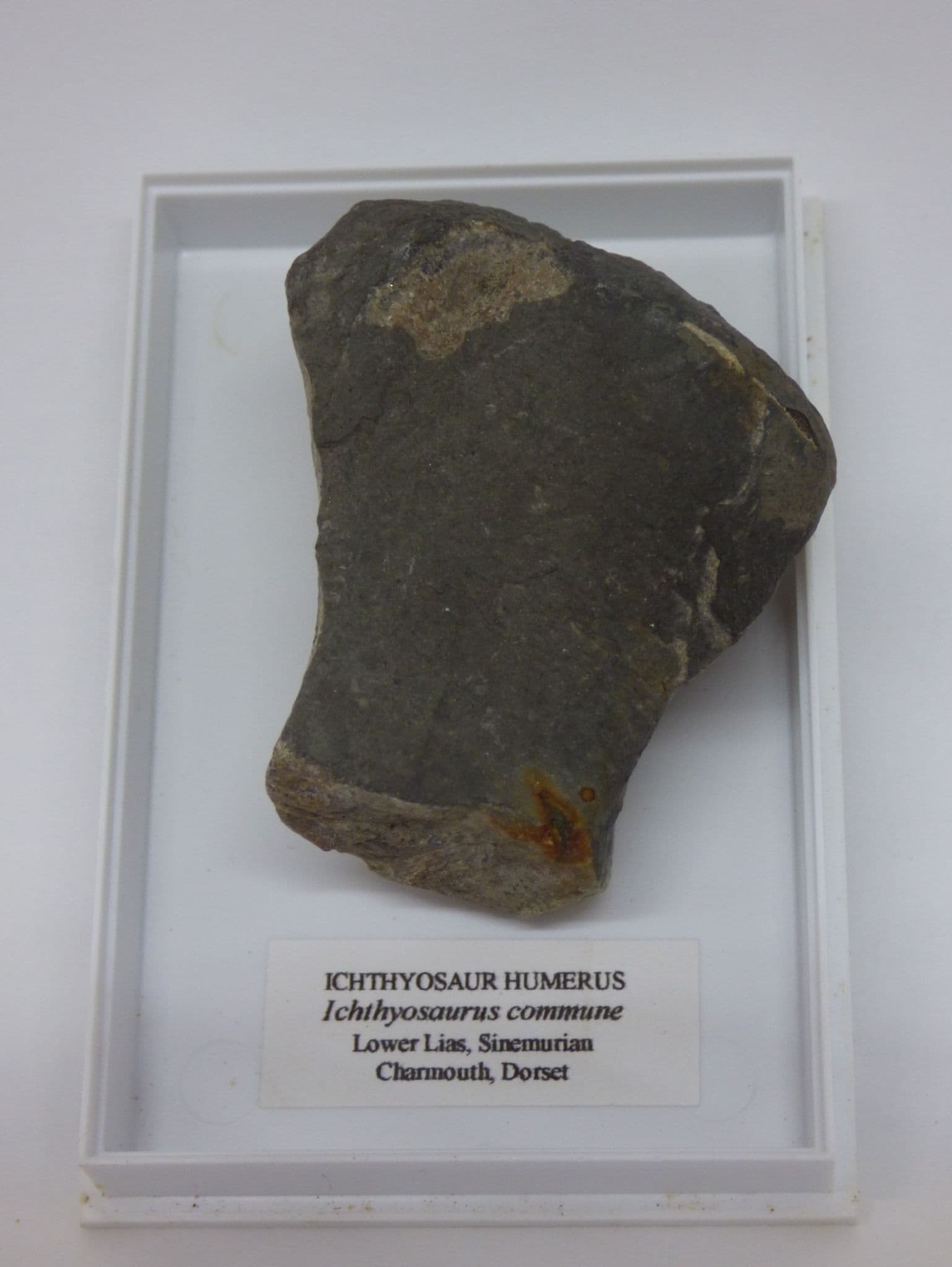 Jurassic Fossil  Ichthyosaur Humerus  Fragment