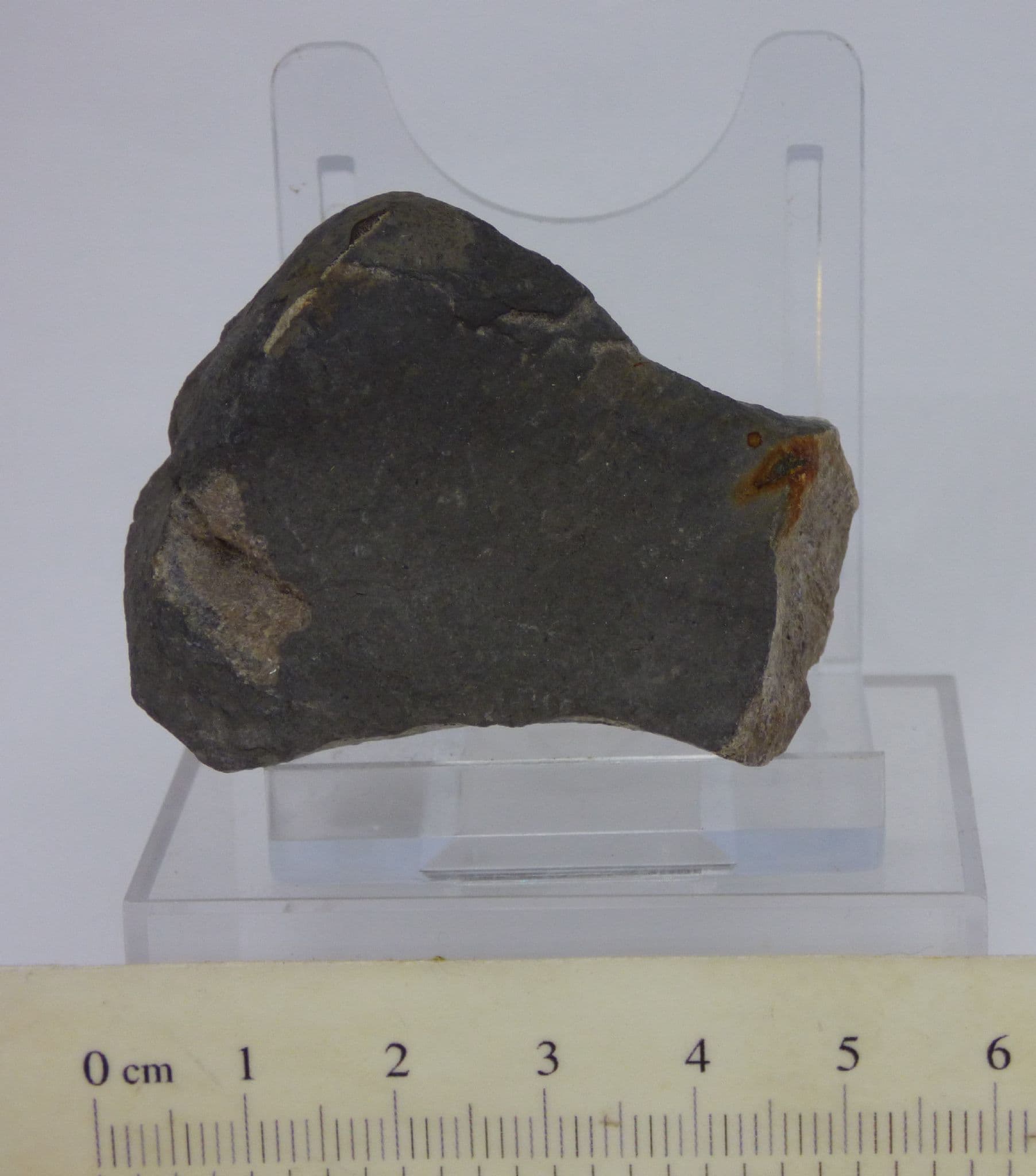 Jurassic Fossil  Ichthyosaur Humerus  Fragment