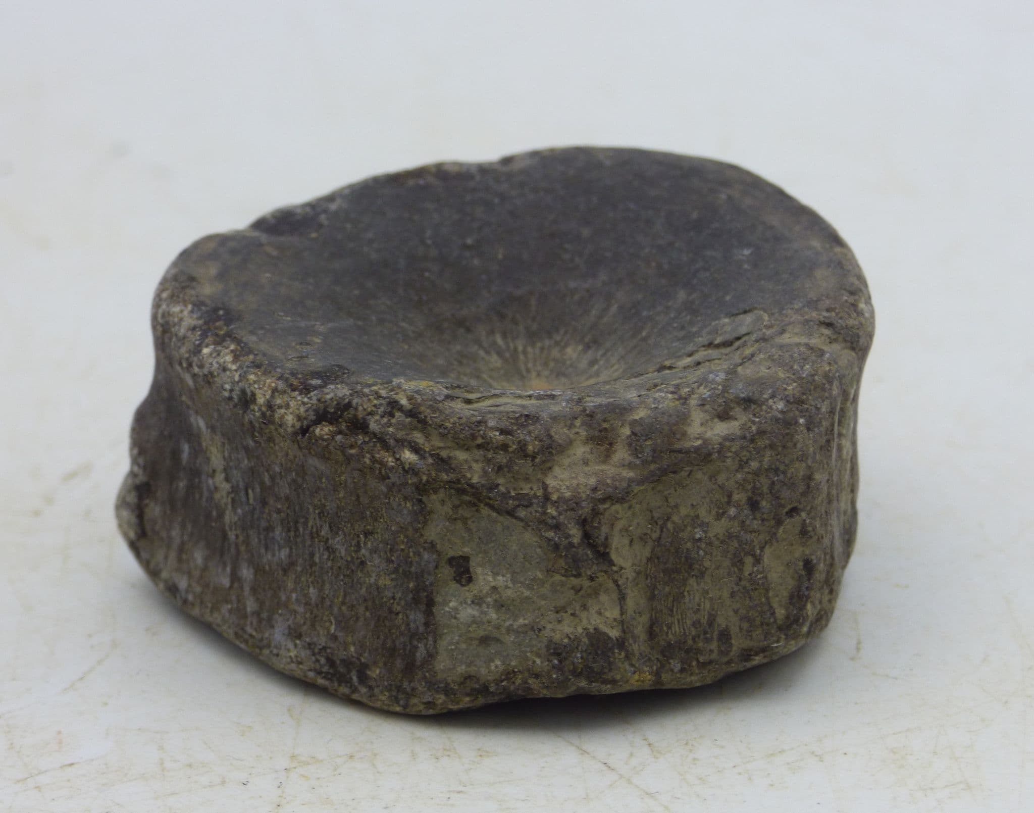 Jurassic Fossil Ichthyosaur Vertebra with display stand