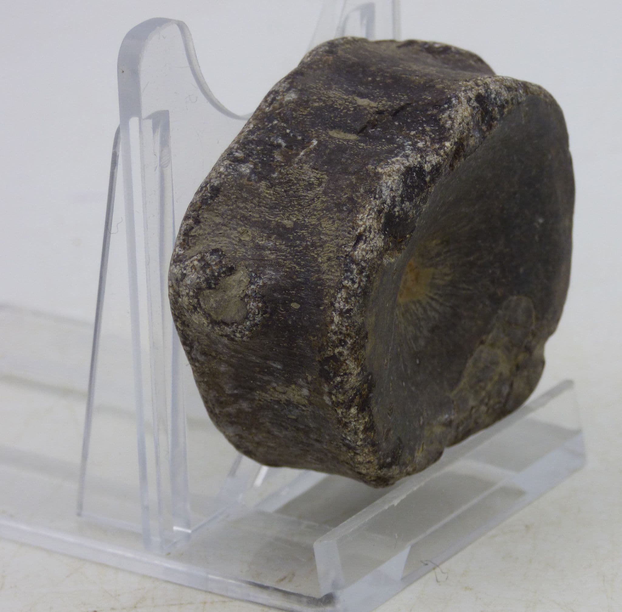 Jurassic Fossil Ichthyosaur Vertebra with display stand