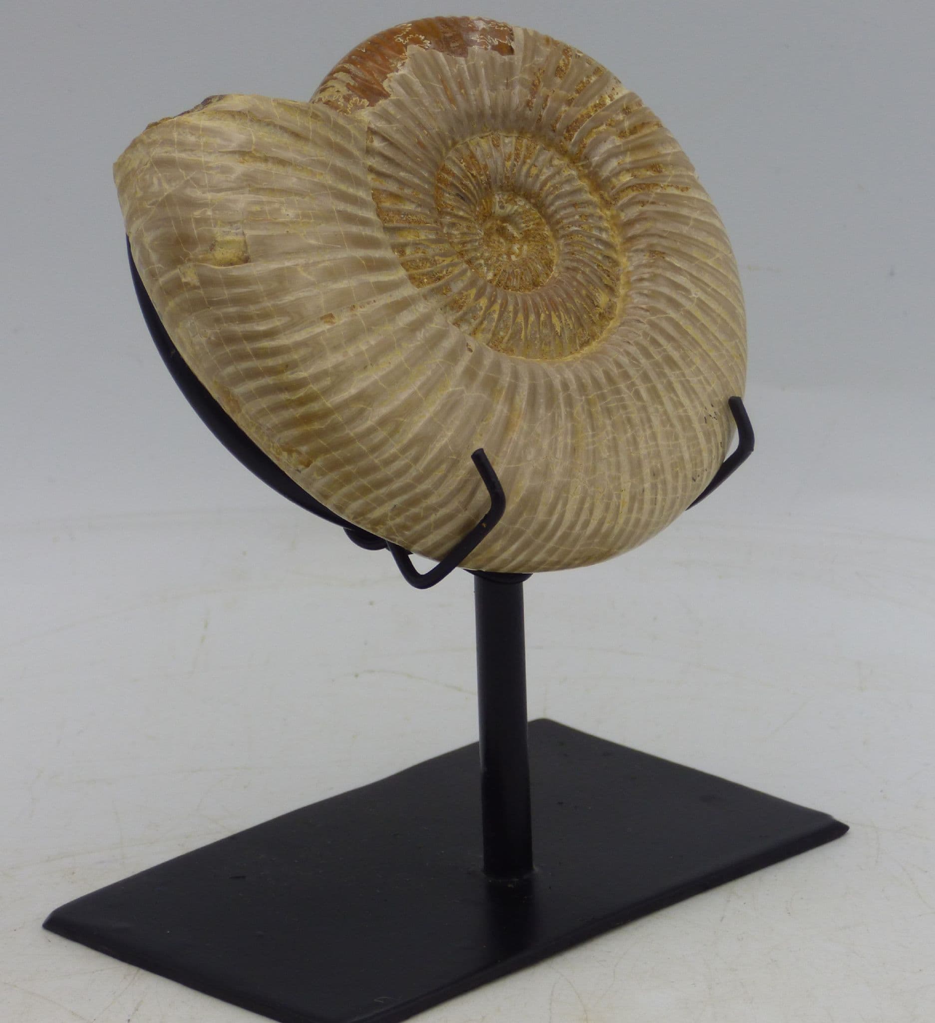 Jurassic Fossil Perispinctes Ammonite Madagascar with Steel Display Stand