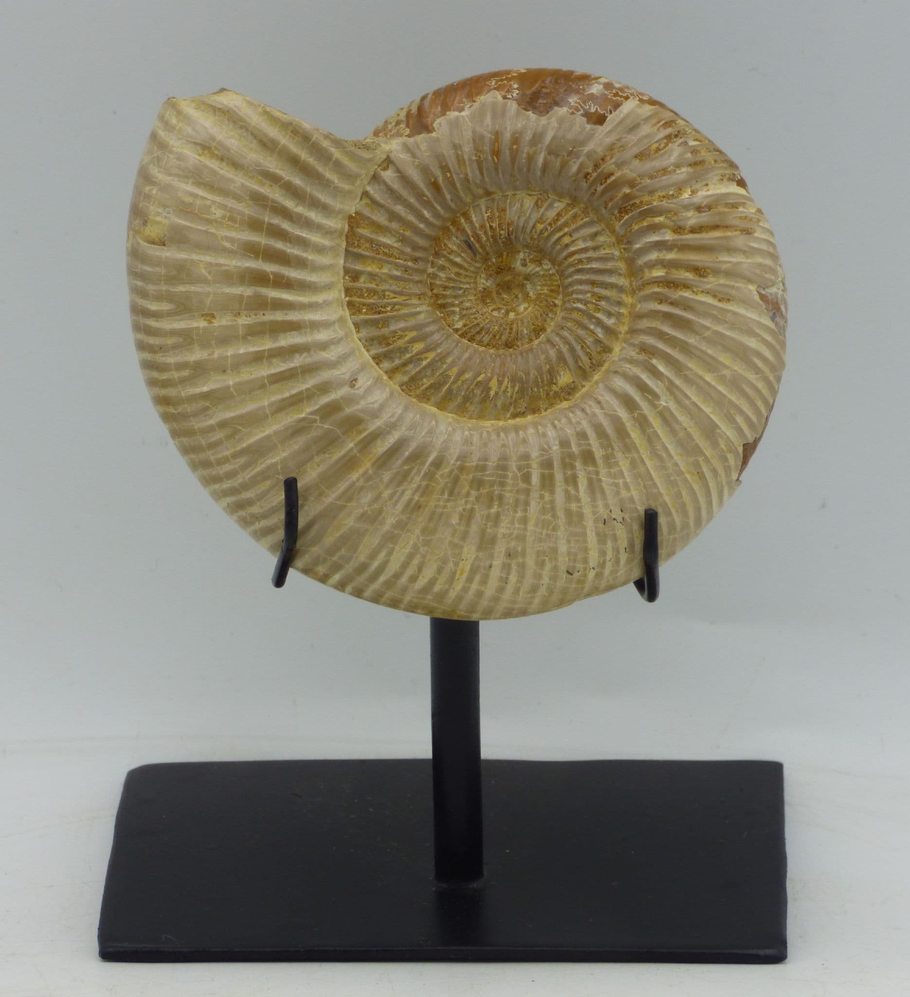 Jurassic Fossil Perispinctes Ammonite Madagascar with Steel Display Stand