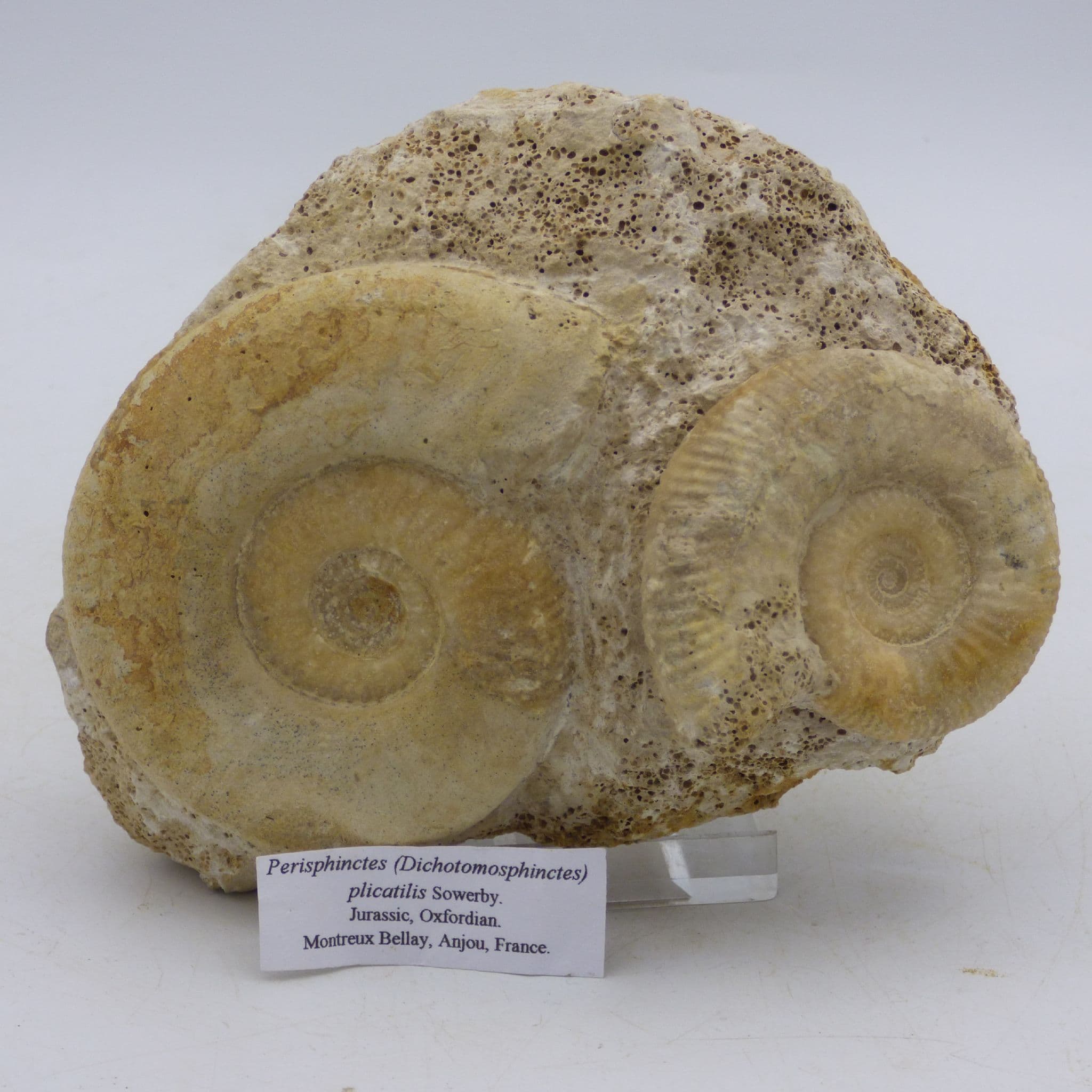 Jurassic Fossil Perispinctes ( Dichotomosphinctes) Ammonite Pair Anjou France