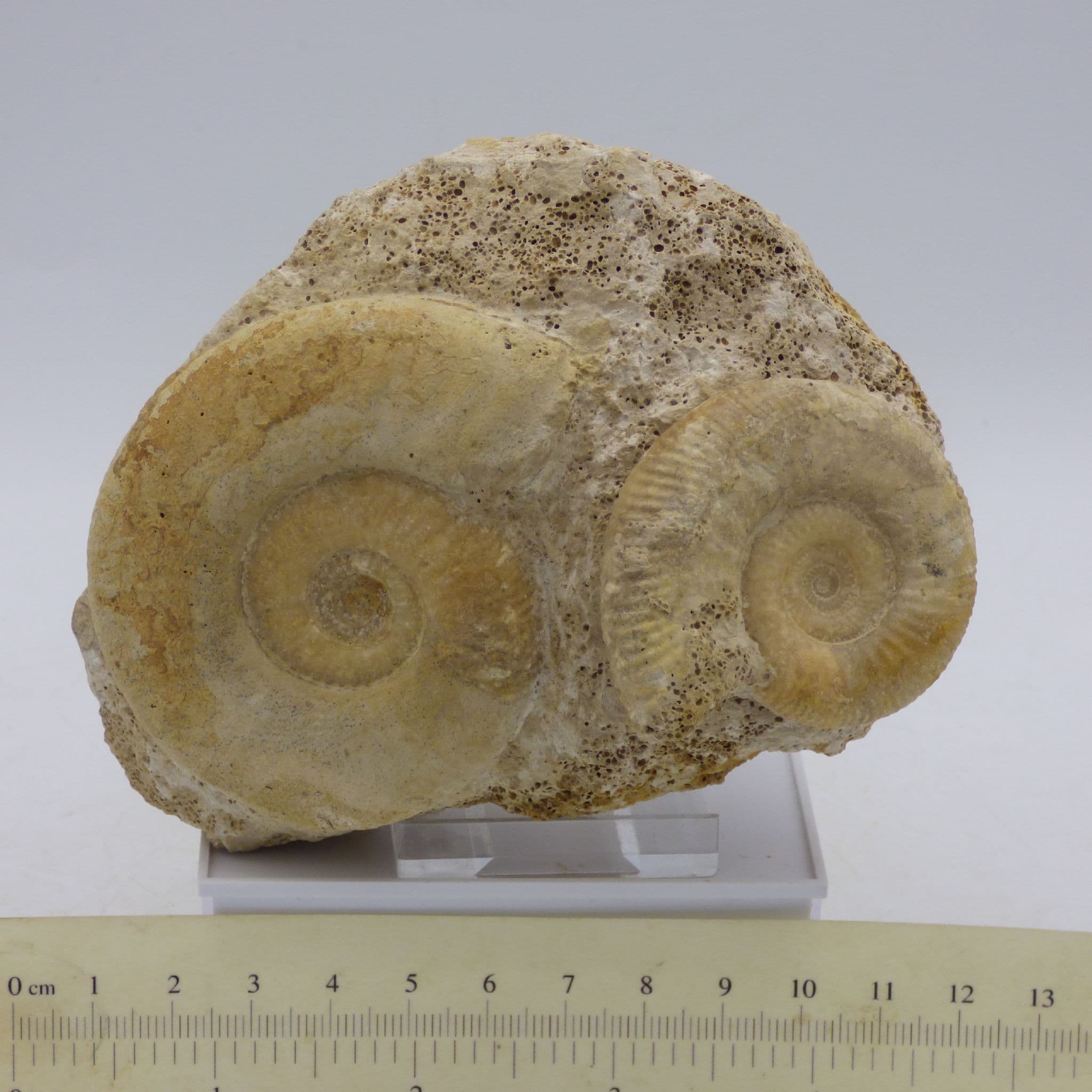 Jurassic Fossil Perispinctes ( Dichotomosphinctes) Ammonite Pair Anjou France