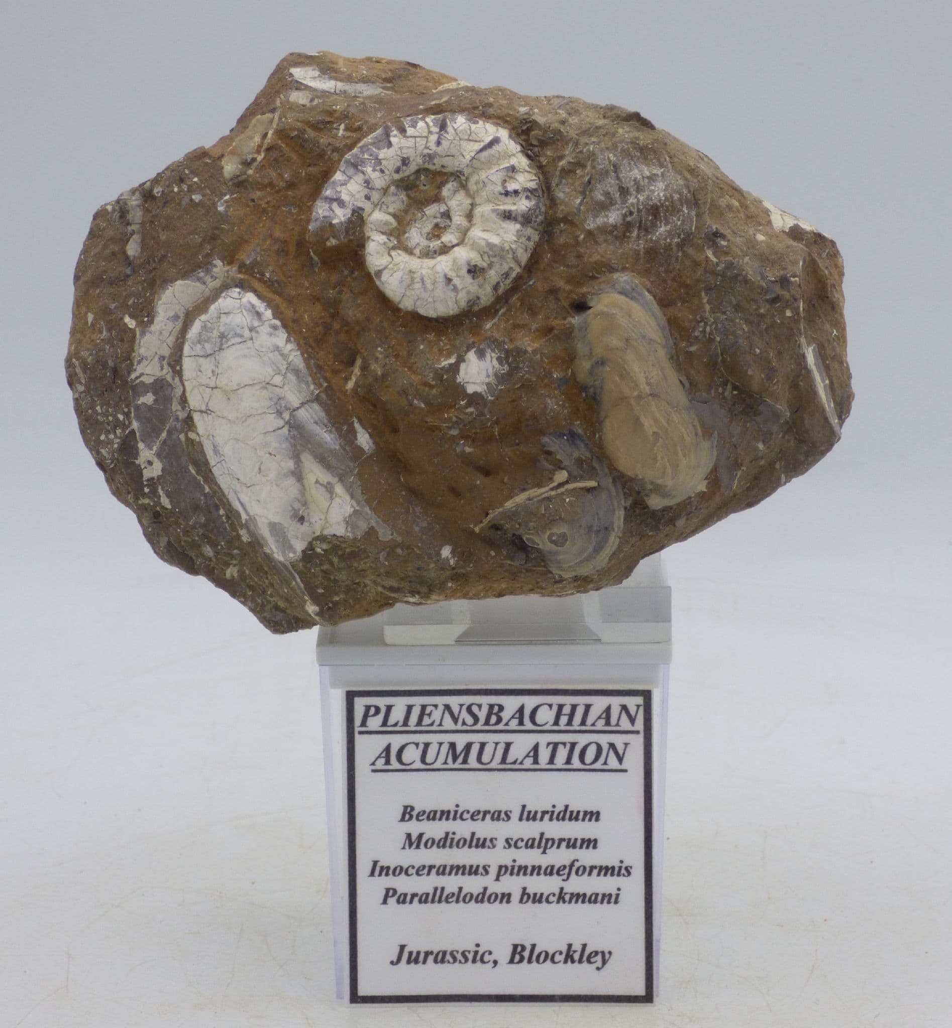 Jurassic Fossil Pliensbachian Acumulation Display Piece Gloucestershire UK