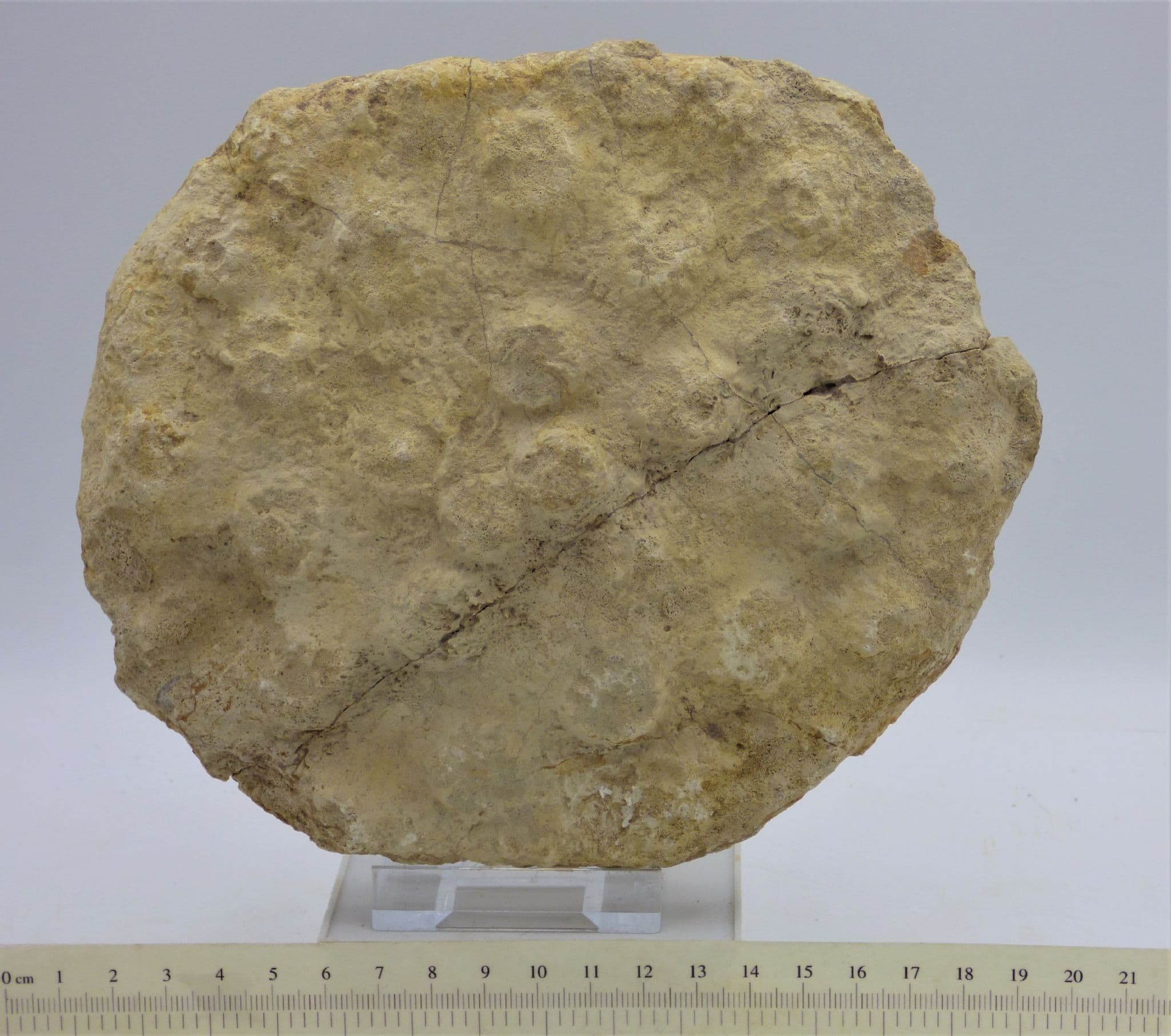 Jurassic Fossil Sponge Craterospongia Concentrica