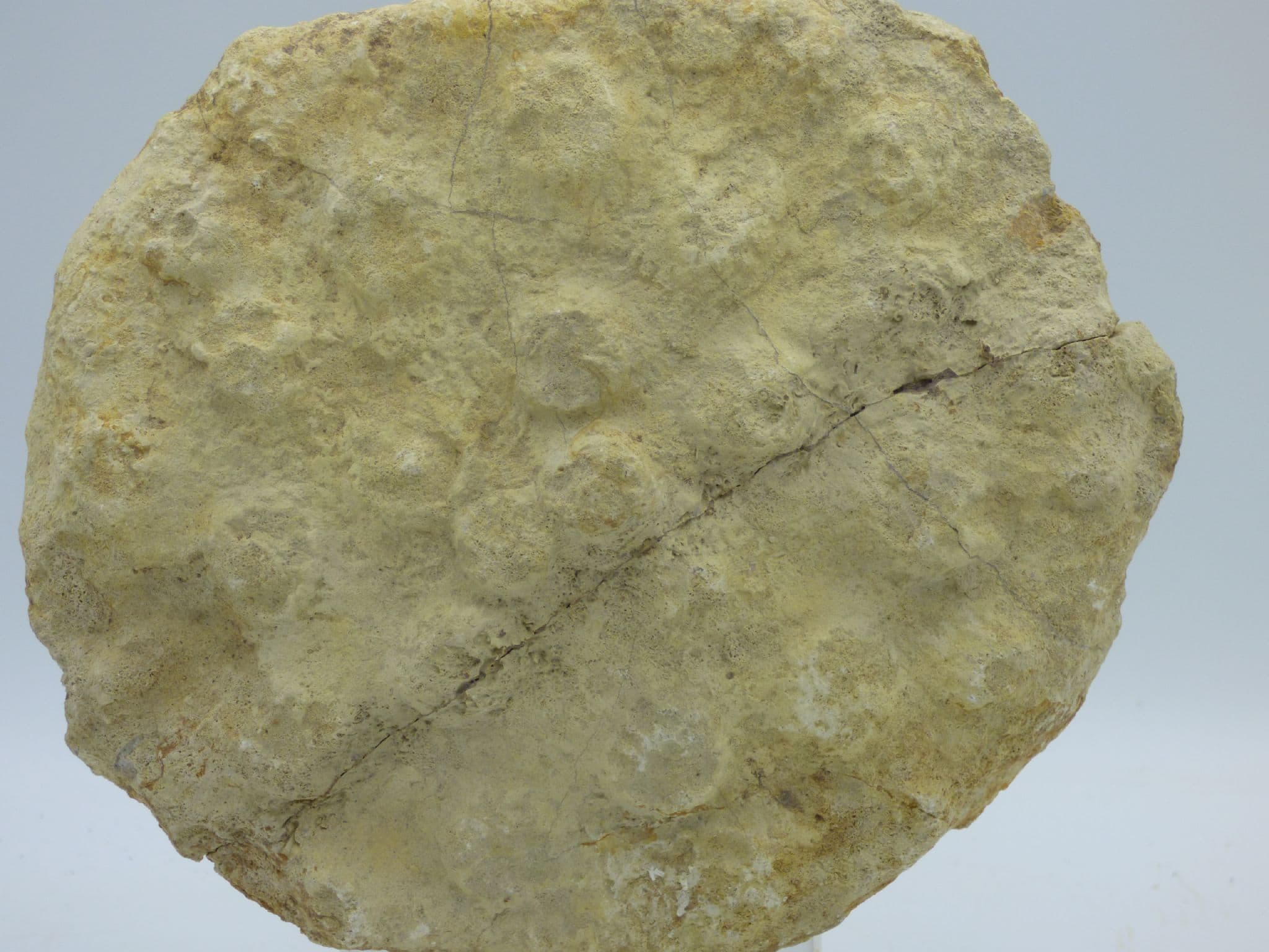 Jurassic Fossil Sponge Craterospongia Concentrica