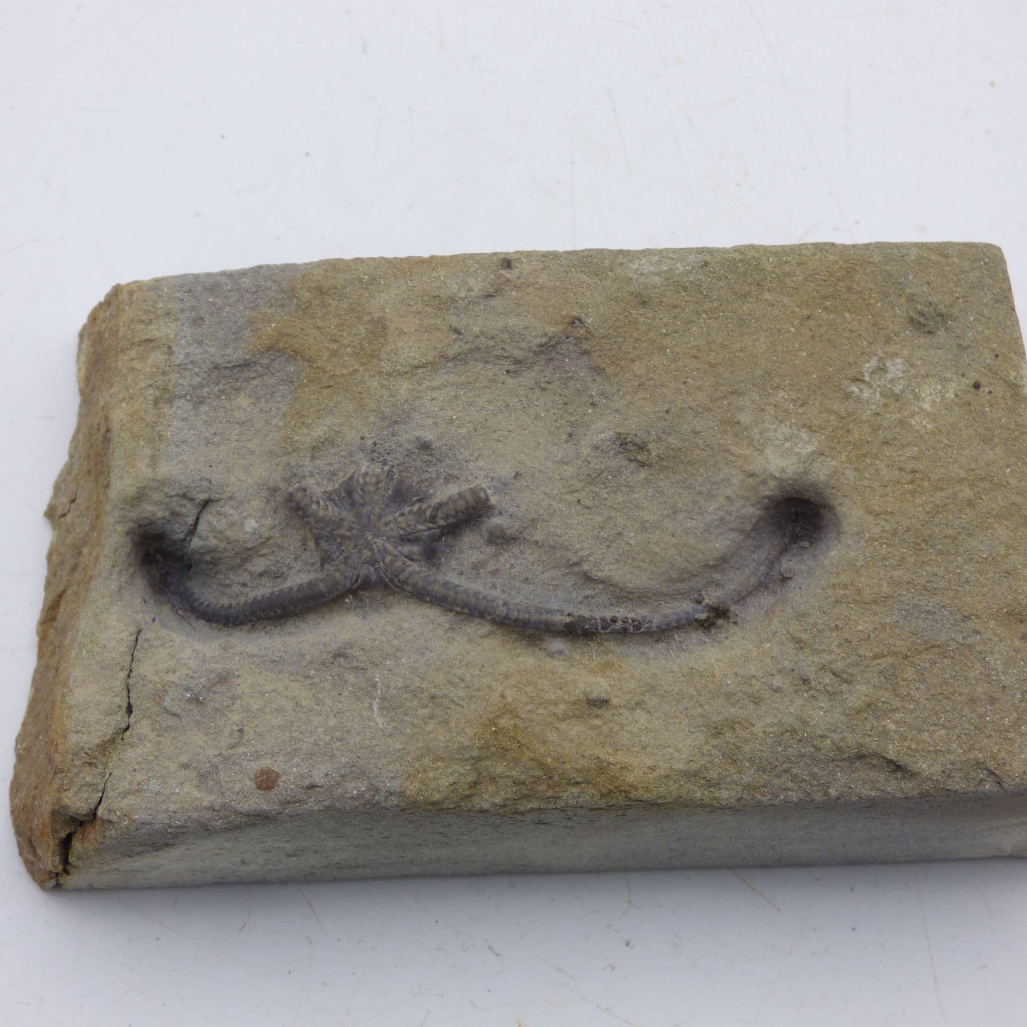 Jurassic Fossil Star Fish Palaecoma Egertoni Eye Dorset UK with Display Stand