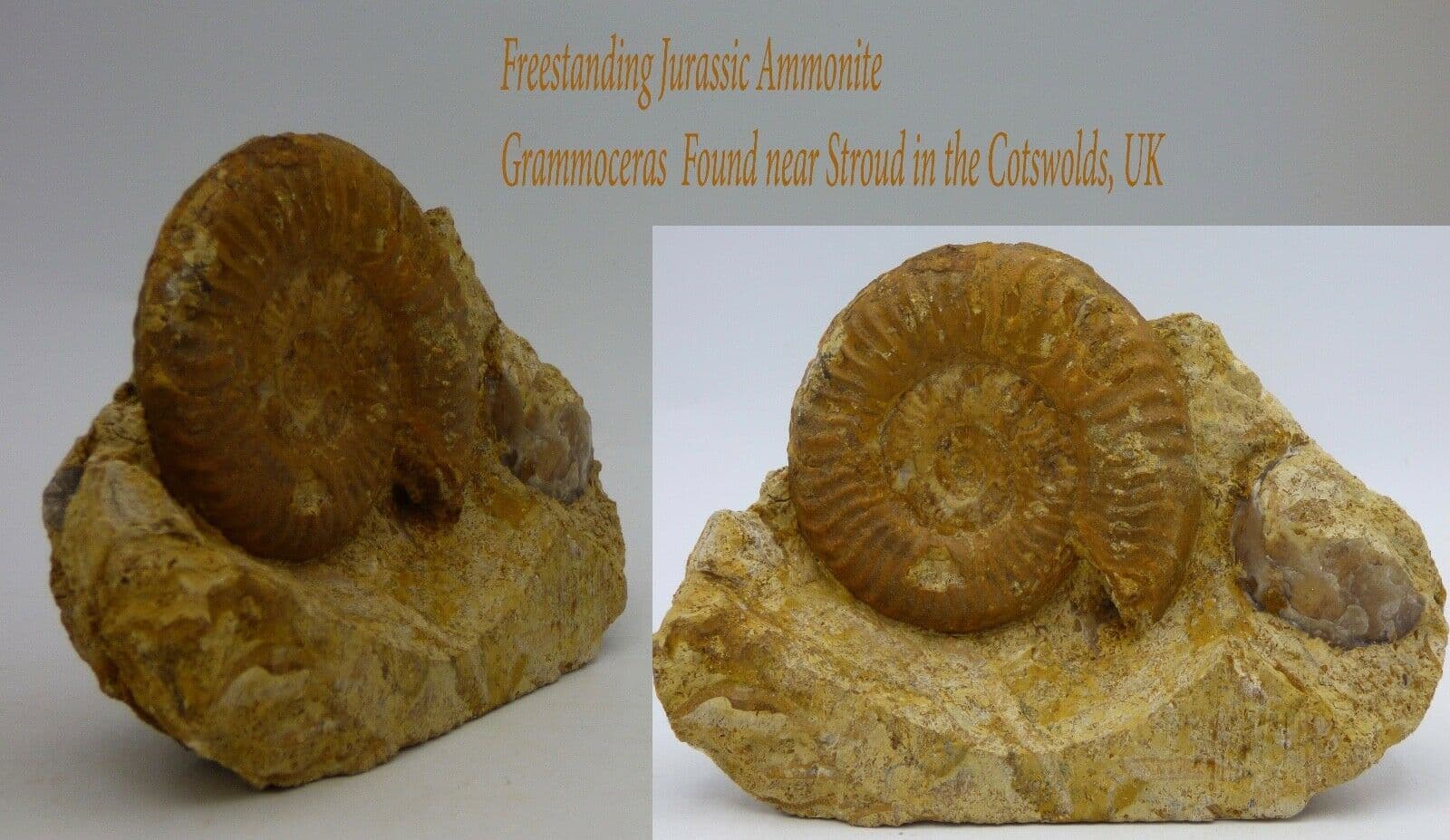 Jurassic Freestanding  Ammonite Fossil Grammoceras  Found  near Stroud, UK