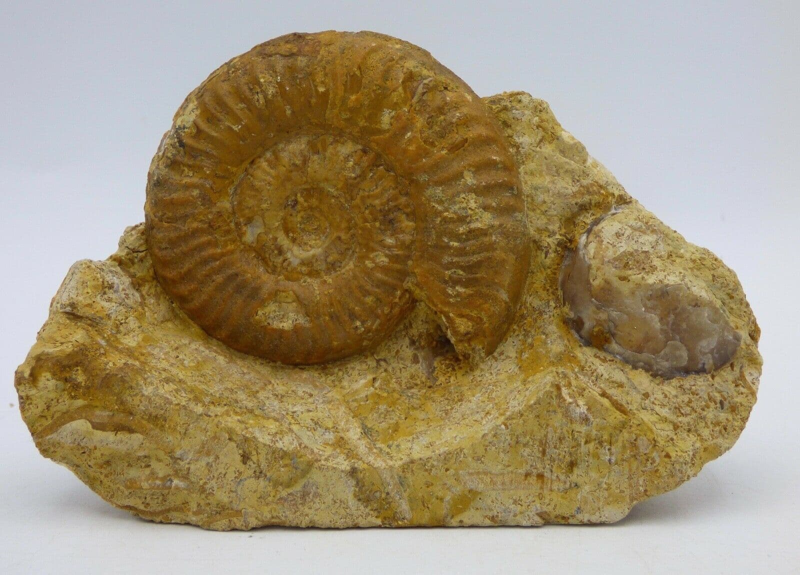 Jurassic Freestanding  Ammonite Fossil Grammoceras  Found  near Stroud, UK