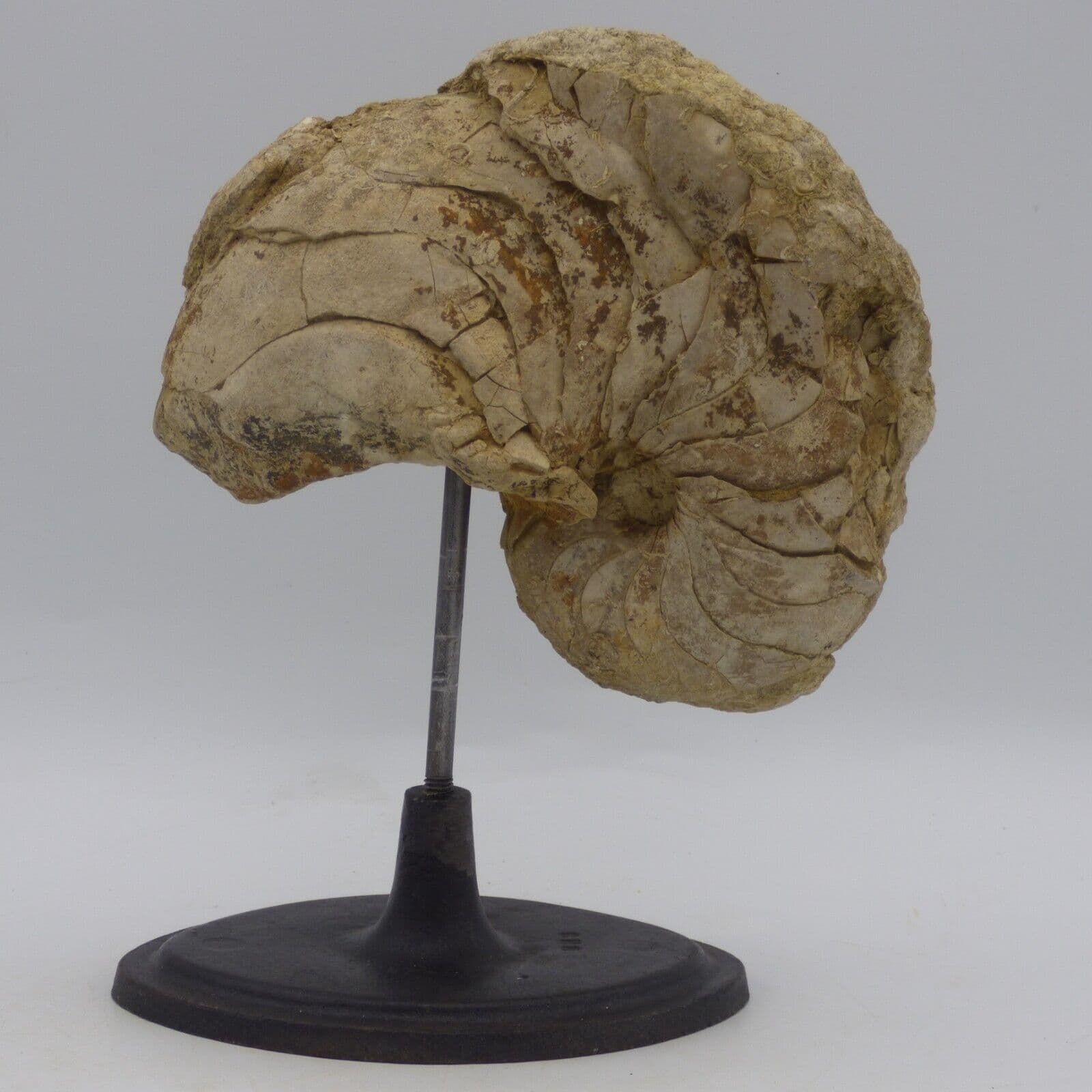 Jurassic Mounted Large Nautilus Fossil Cenoceras Jourdani Old Collection UK