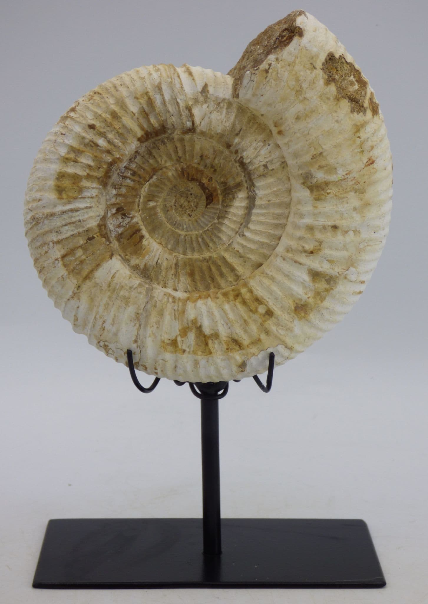 Jurassic Perispinctes Ammonite Fossil 15 x 13 cm  1.1 kg + Steel Display  Stand (1)