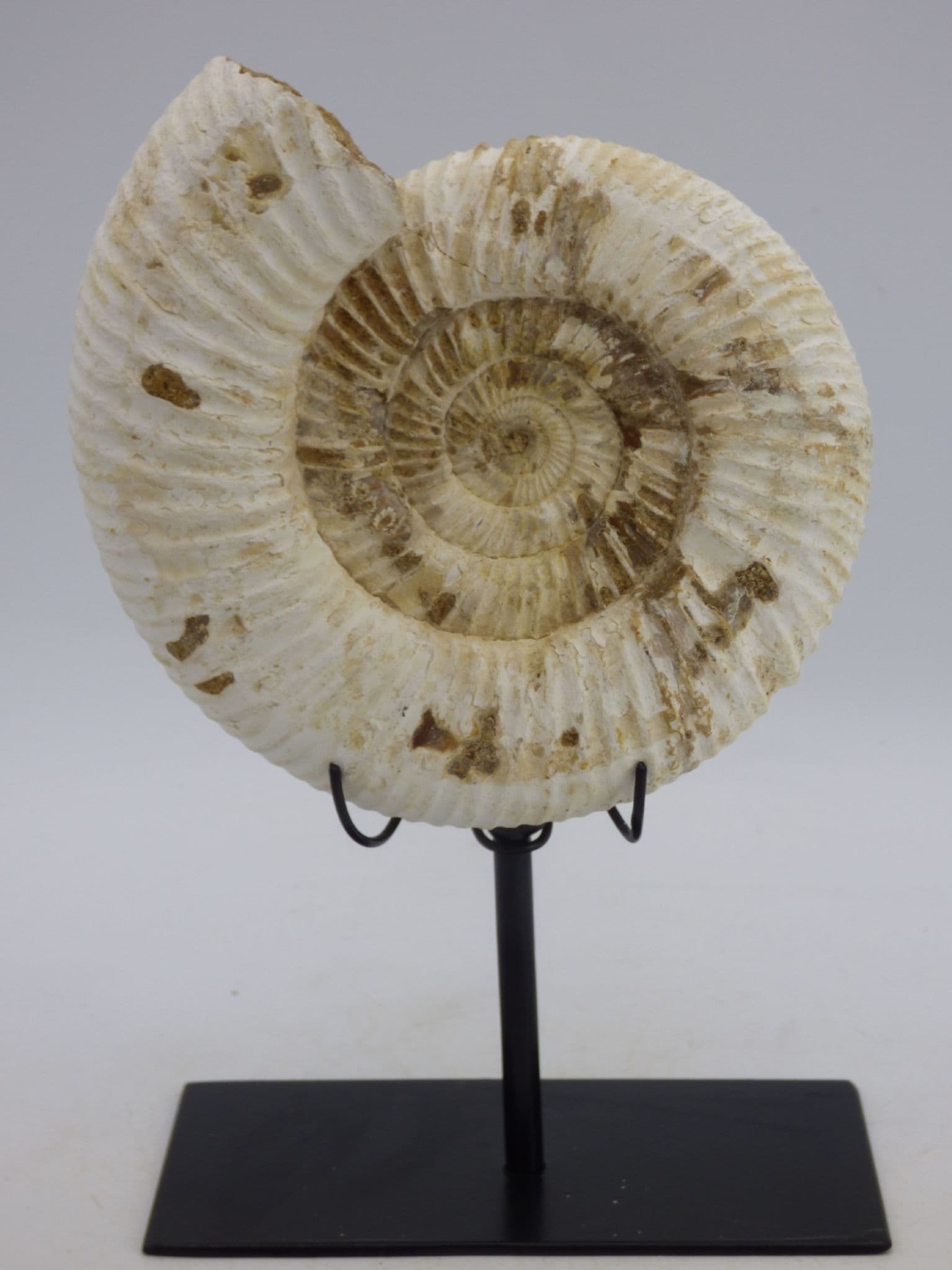 Jurassic Perispinctes Ammonite Fossil 15 x 13 cm  1.1 kg + Steel Display  Stand (1)