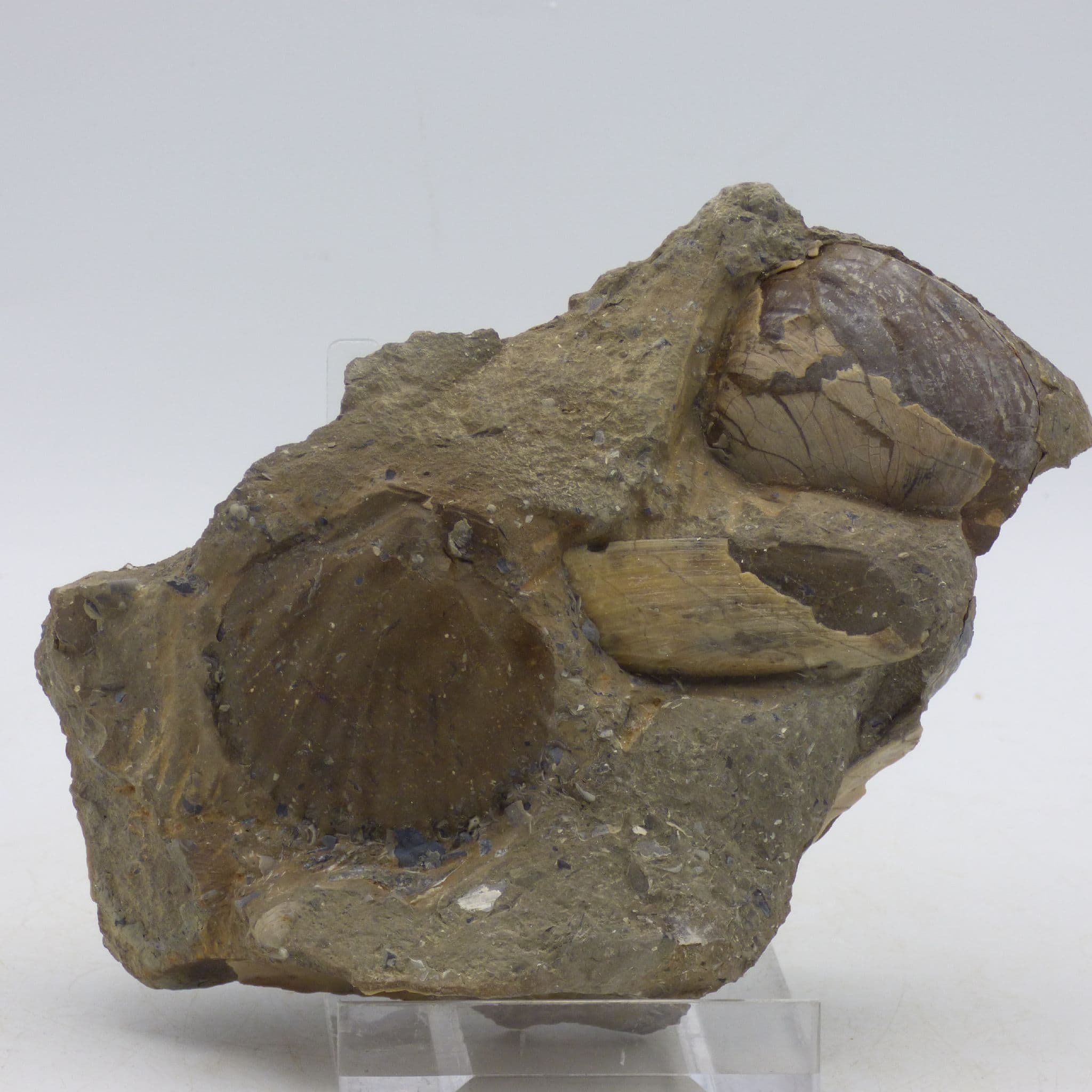 Jurassic Plensbachian Display Pseudopectin Bivalve Group Gloucestershire UK