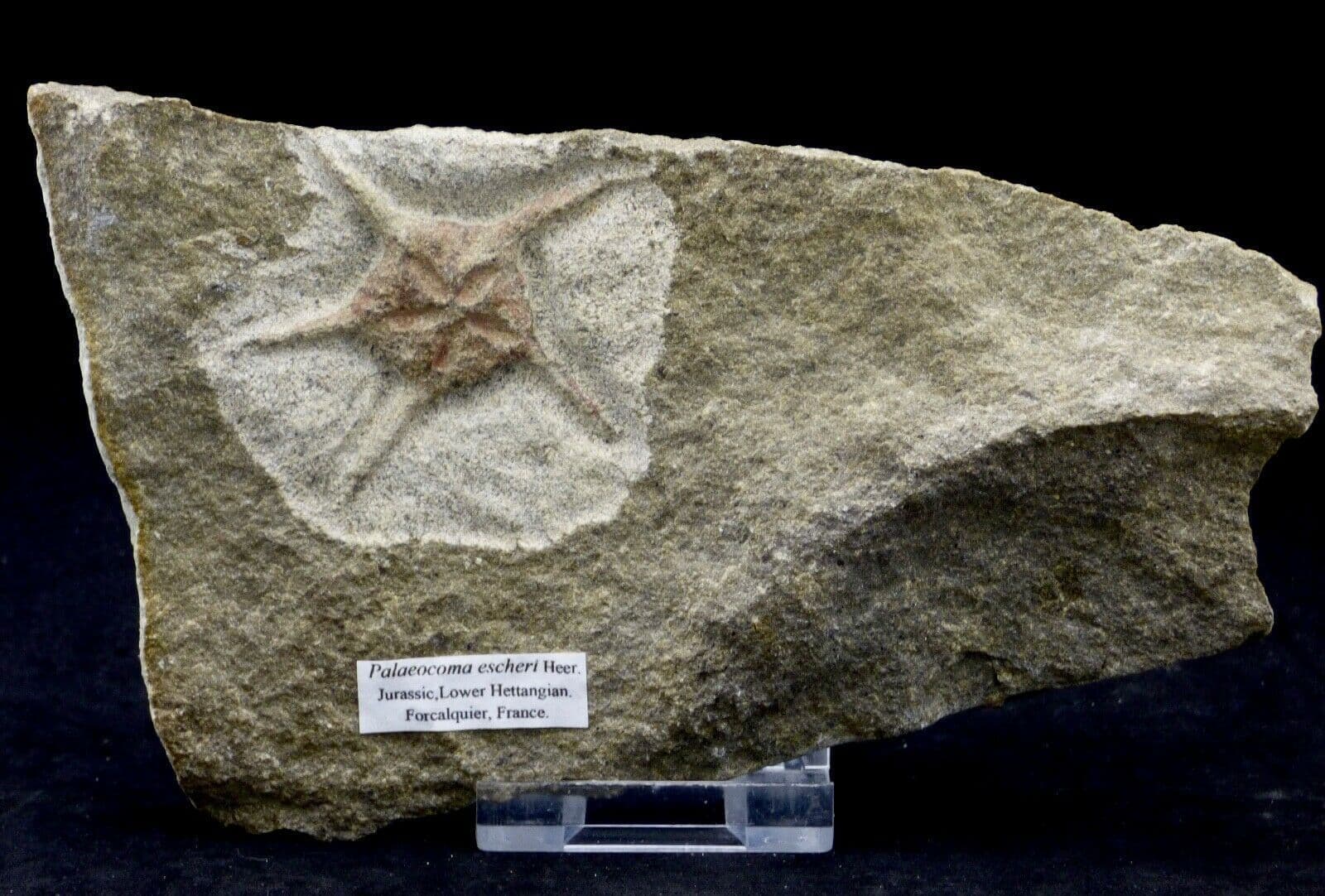 Jurassic Starfish Fossil Palaeocoma Escheri Forcalquier France + Stand