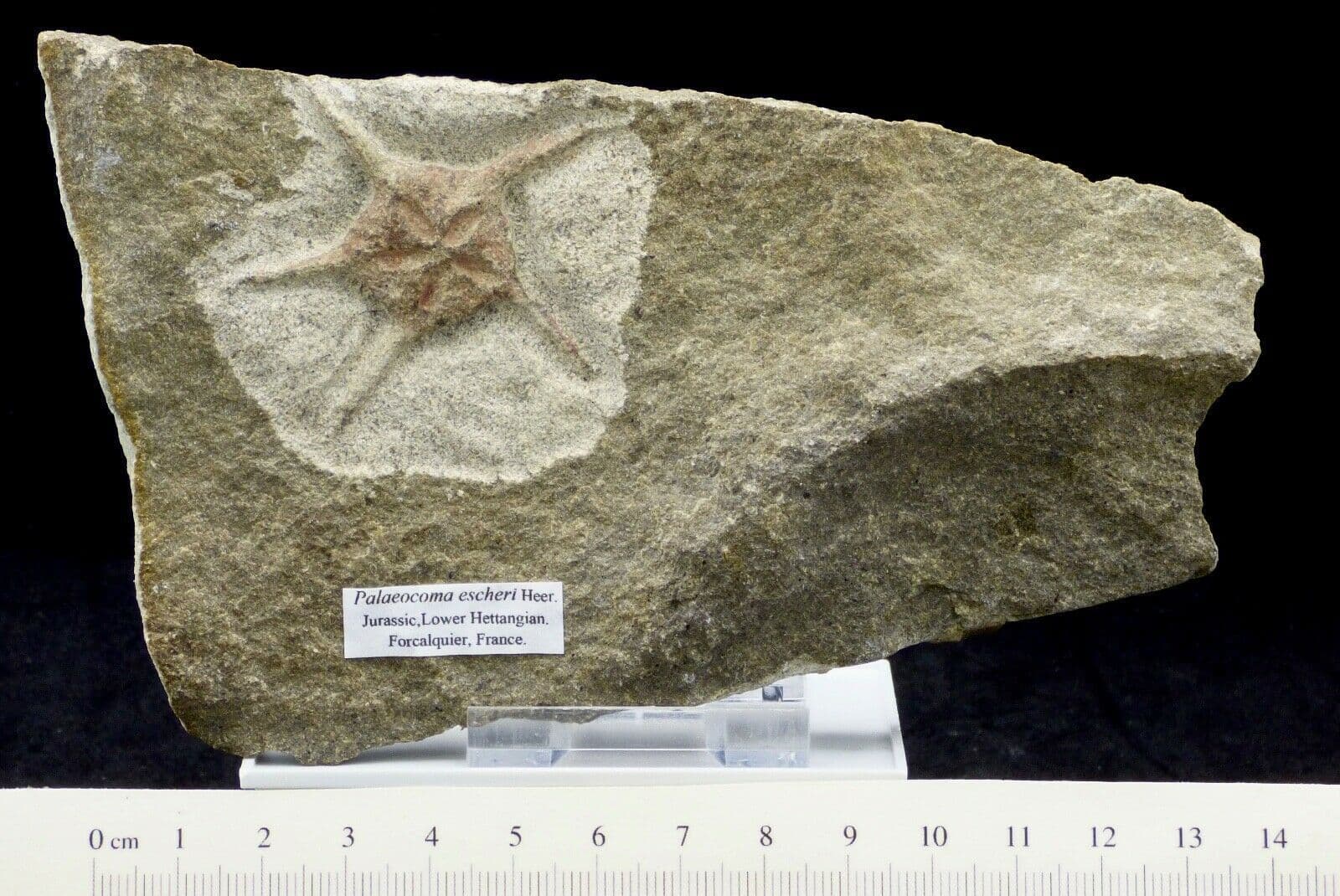 Jurassic Starfish Fossil Palaeocoma Escheri Forcalquier France + Stand