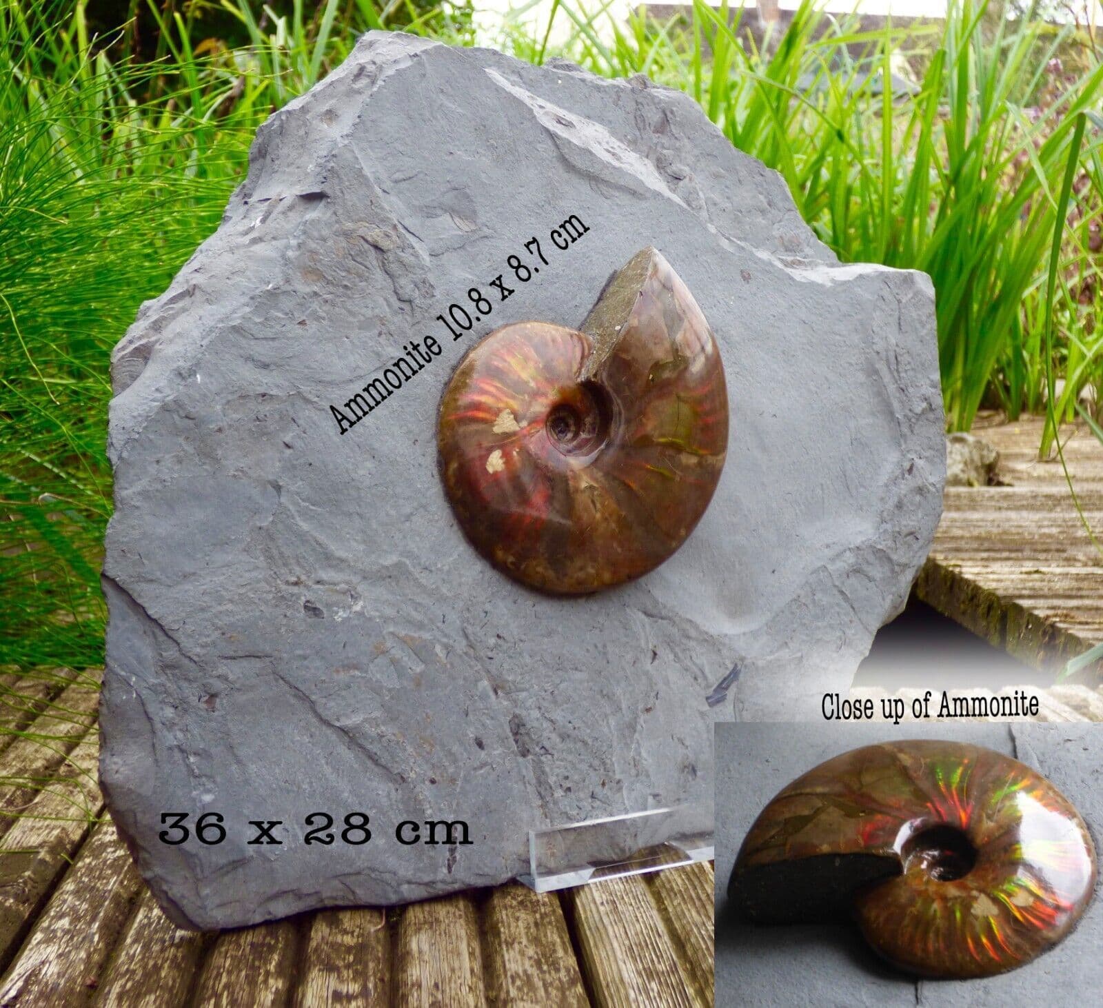 Larg Ammonite Fossil Fire Red Iridescent Cretaceous on Matrix 36 x 28 cm + Stand