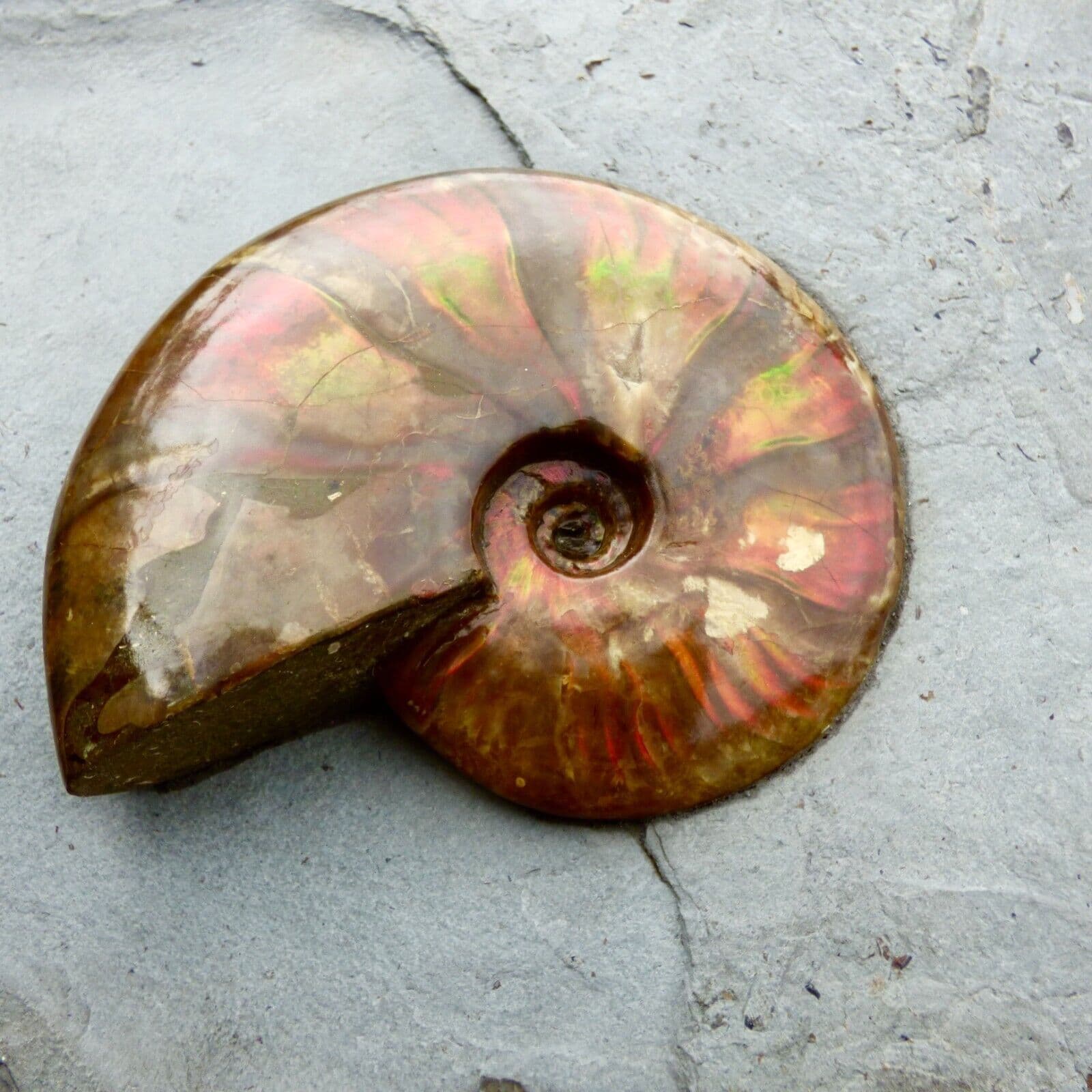 Larg Ammonite Fossil Fire Red Iridescent Cretaceous on Matrix 36 x 28 cm + Stand