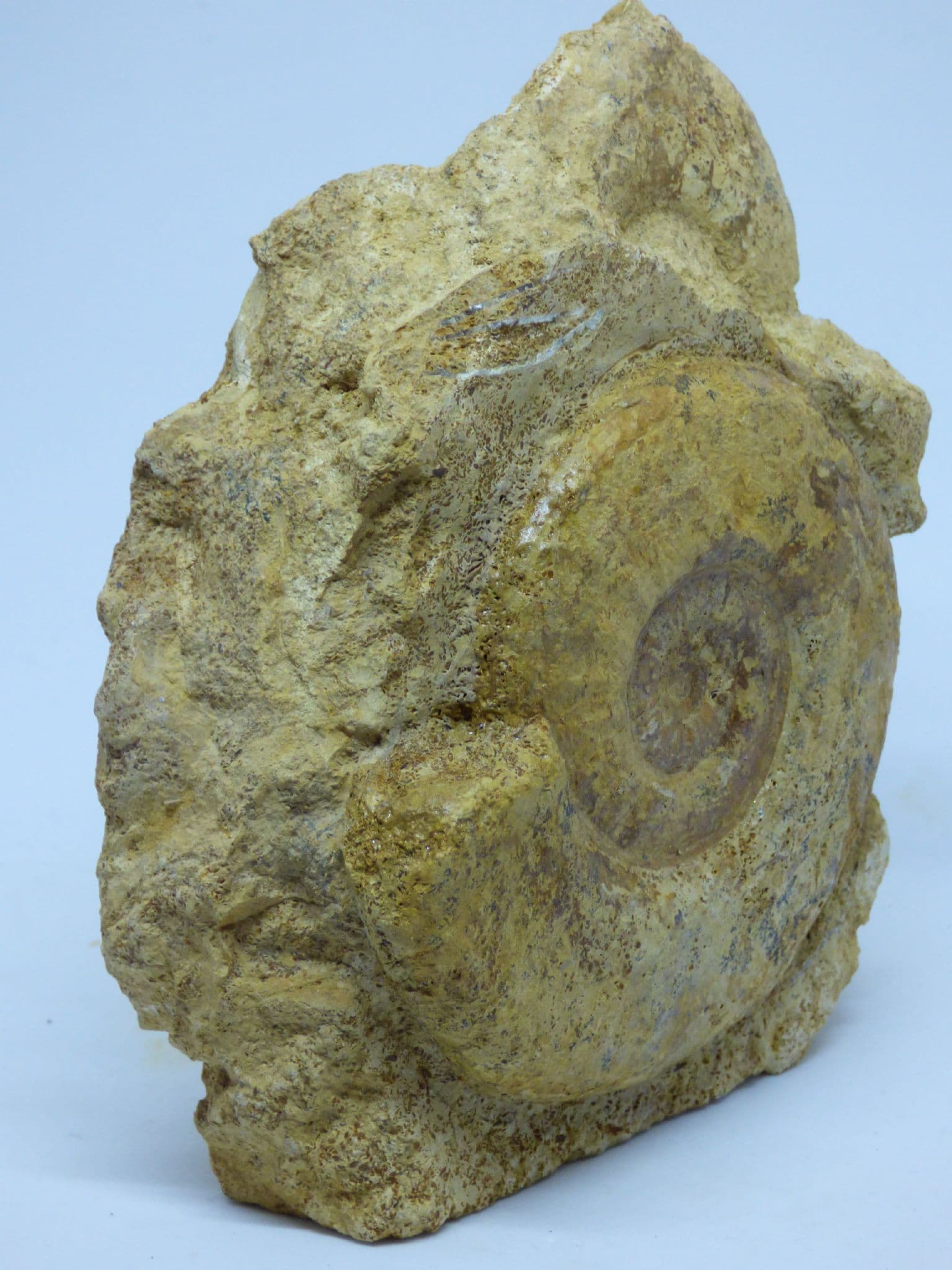 Large 1.7kg Freestanding Jurassic Fossil Ammonite Brasilia Bradfordensis Dorset (1)